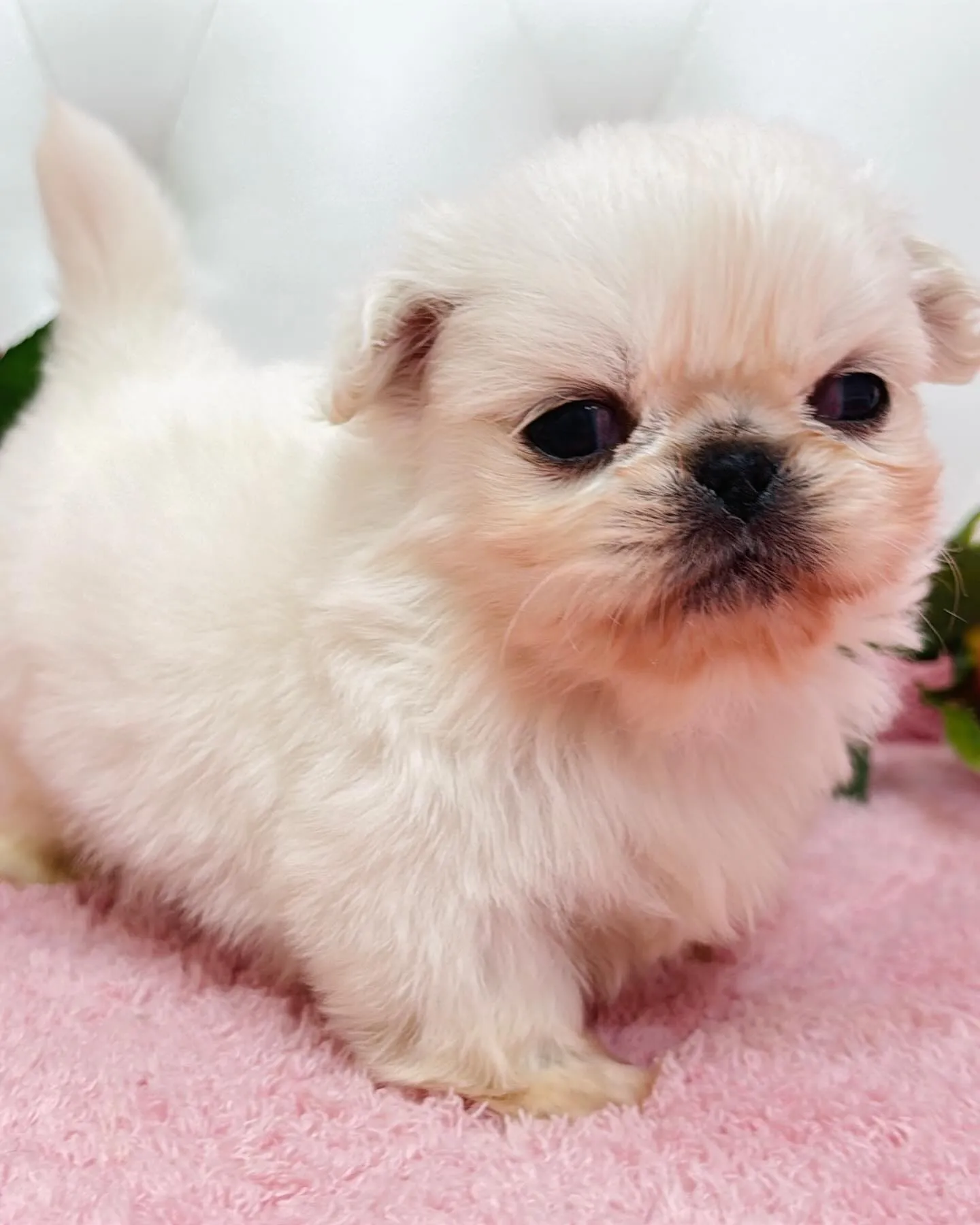 ペキニーズ/ブリーダー直販/パピーランドシェリエ