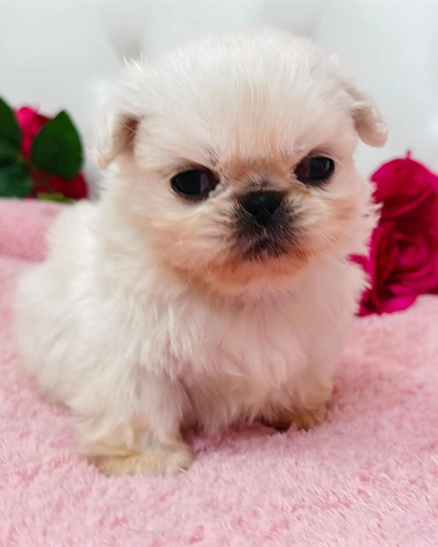 ペキニーズ/ブリーダー直販/パピーランドシェリエ