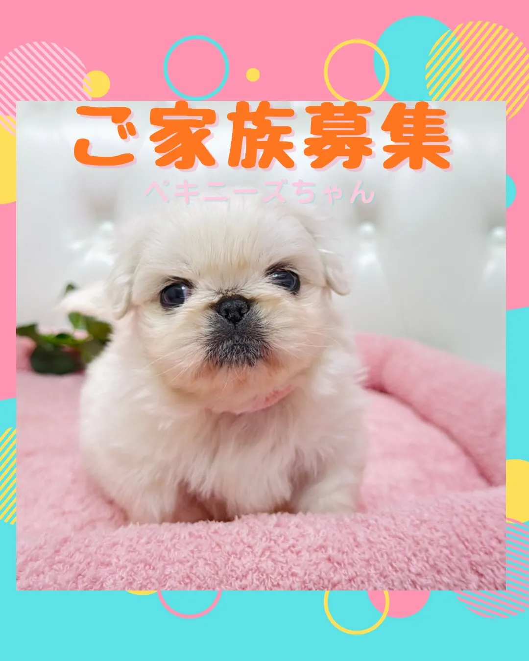 ペキニーズ/埼玉ブリーダー/パピーランドシェリエ