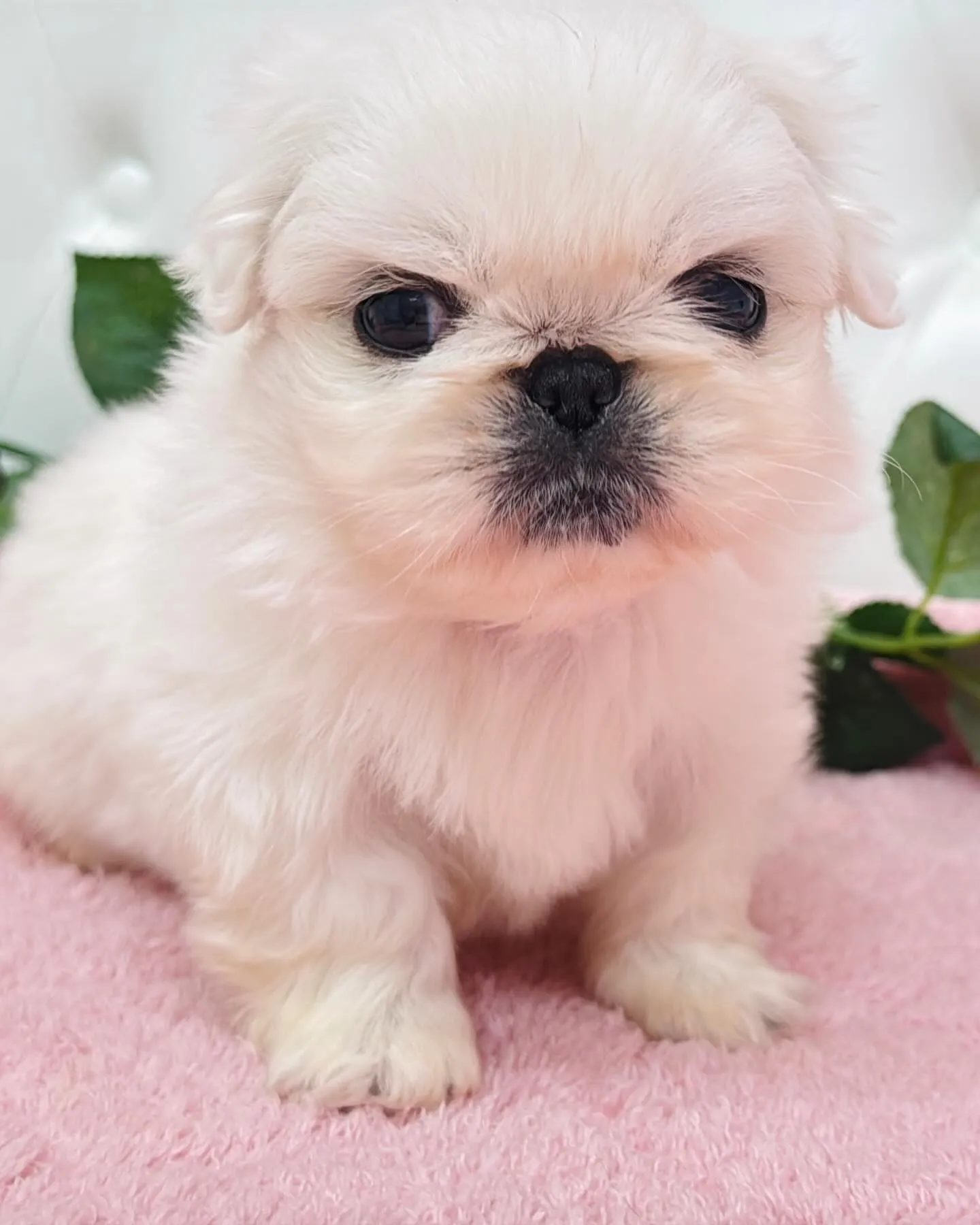 ペキニーズ/埼玉ブリーダー/パピーランドシェリエ