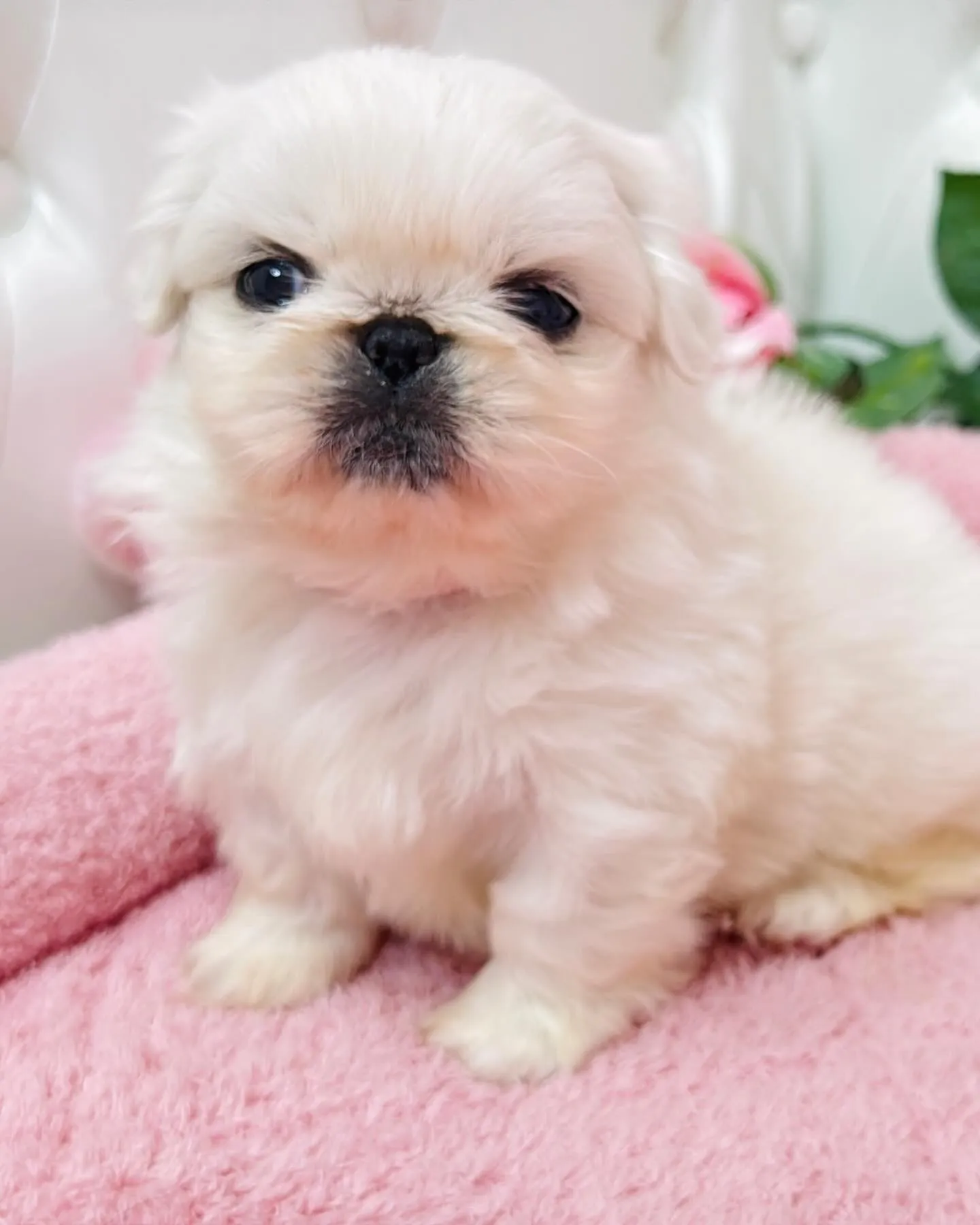 ペキニーズ/埼玉ブリーダー/パピーランドシェリエ