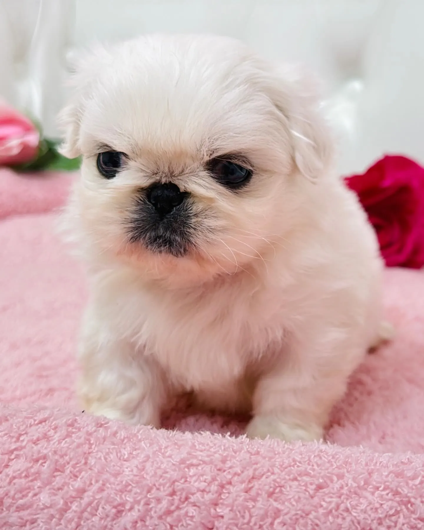 ペキニーズ/埼玉ブリーダー/パピーランドシェリエ