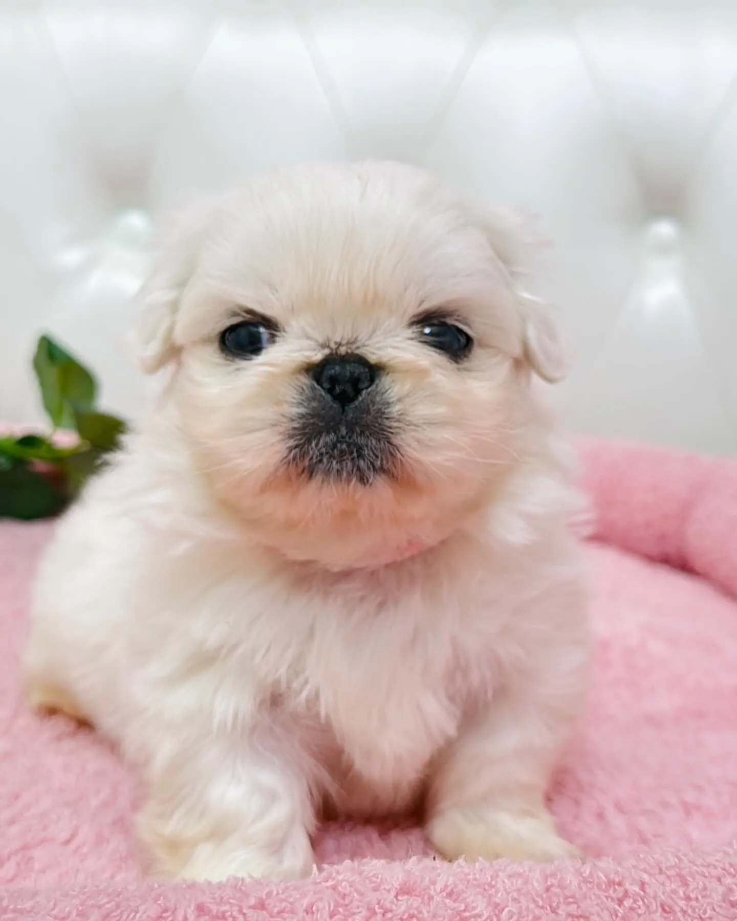 ペキニーズ/埼玉ブリーダー/パピーランドシェリエ