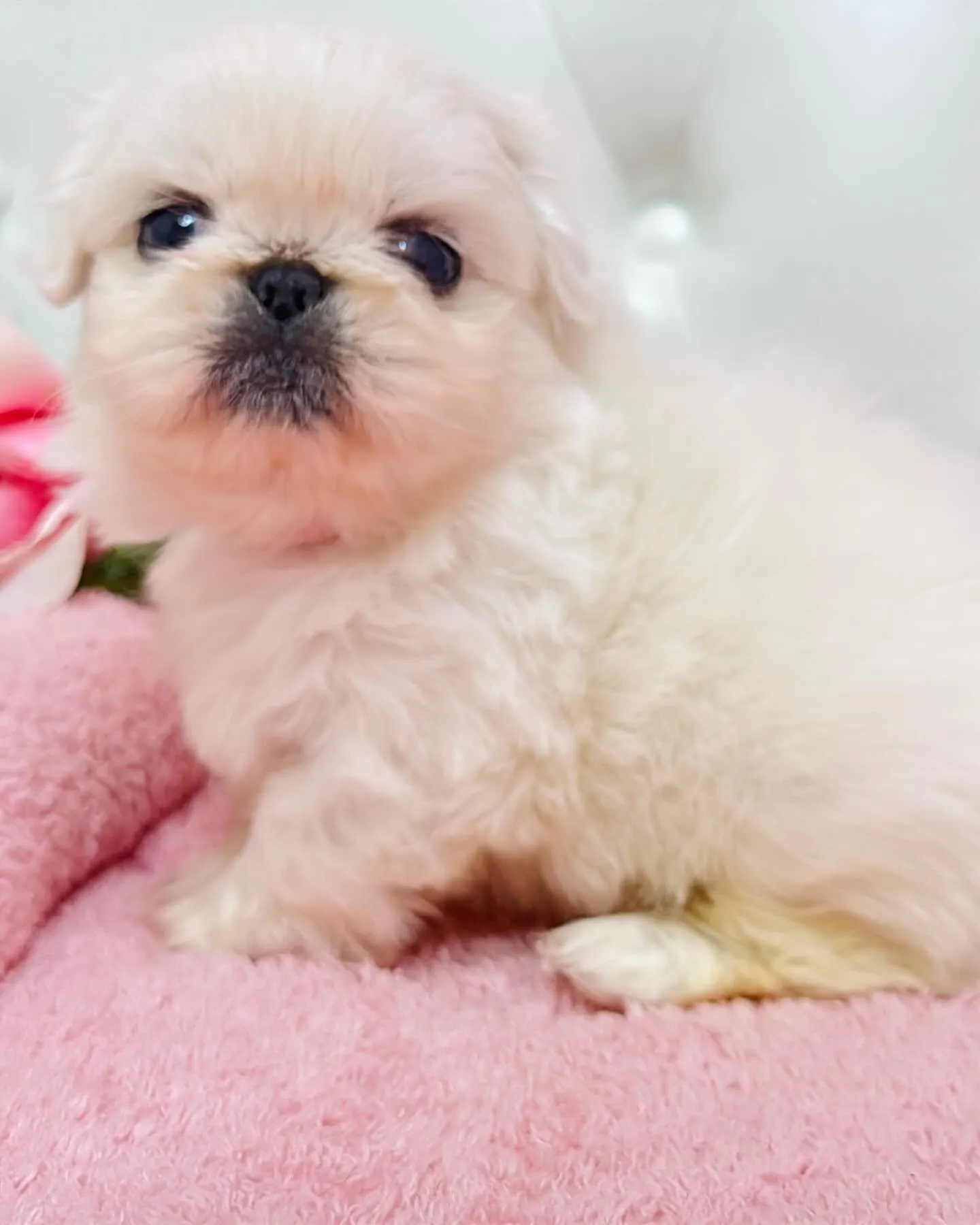 ペキニーズ/埼玉ブリーダー/パピーランドシェリエ