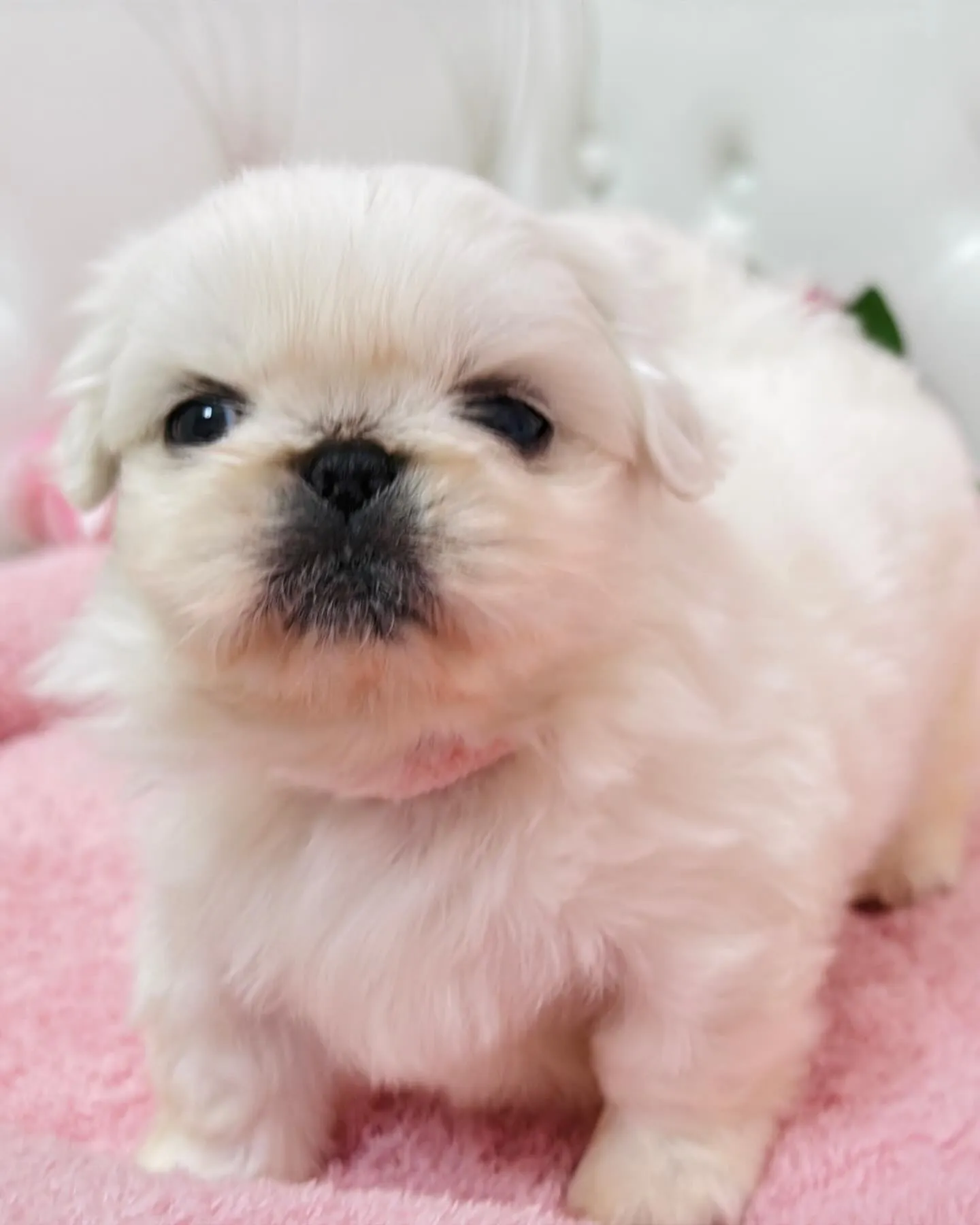 ペキニーズ/埼玉ブリーダー/パピーランドシェリエ