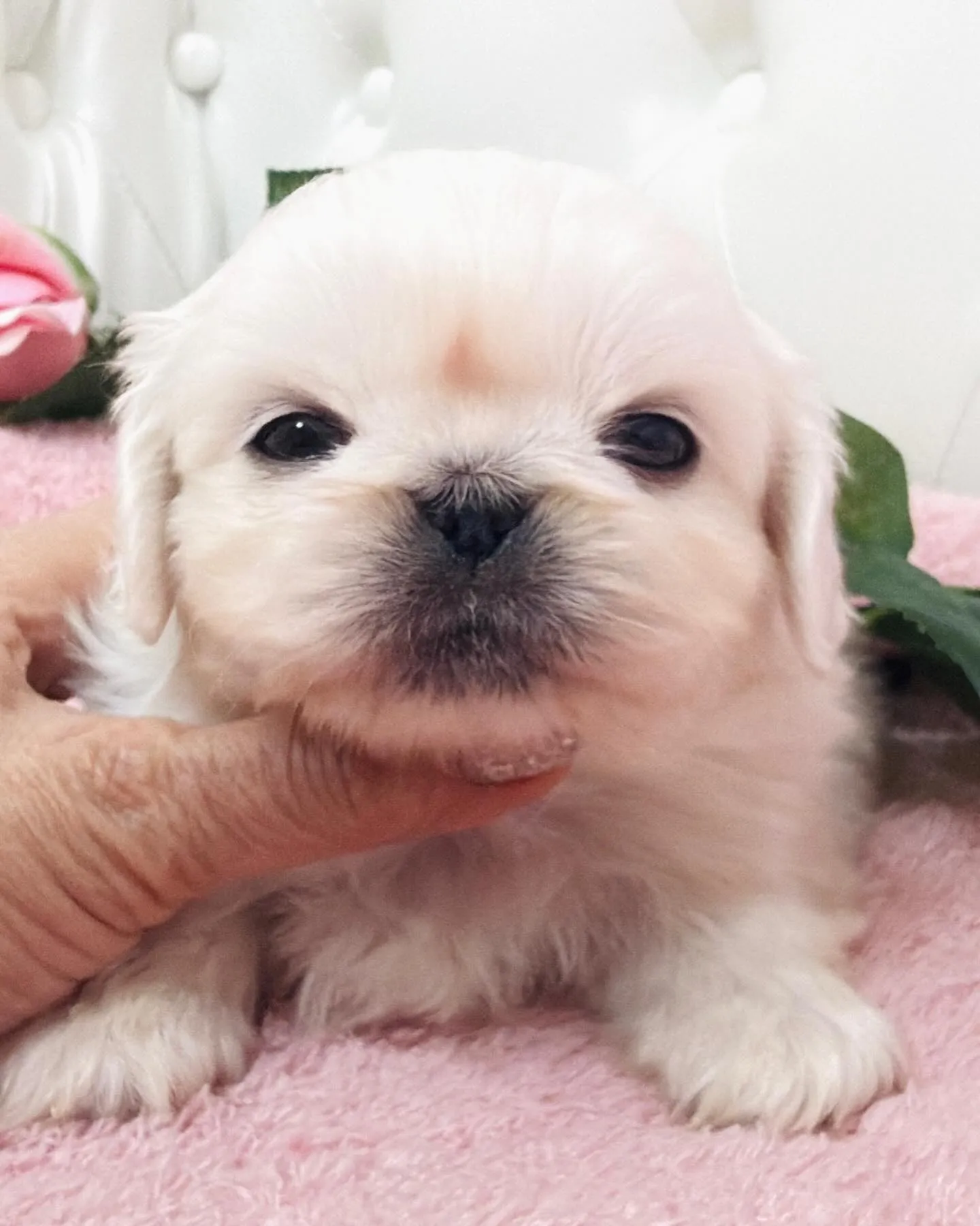 ペキニーズ/ブリーダー直販/パピーランドシェリエ