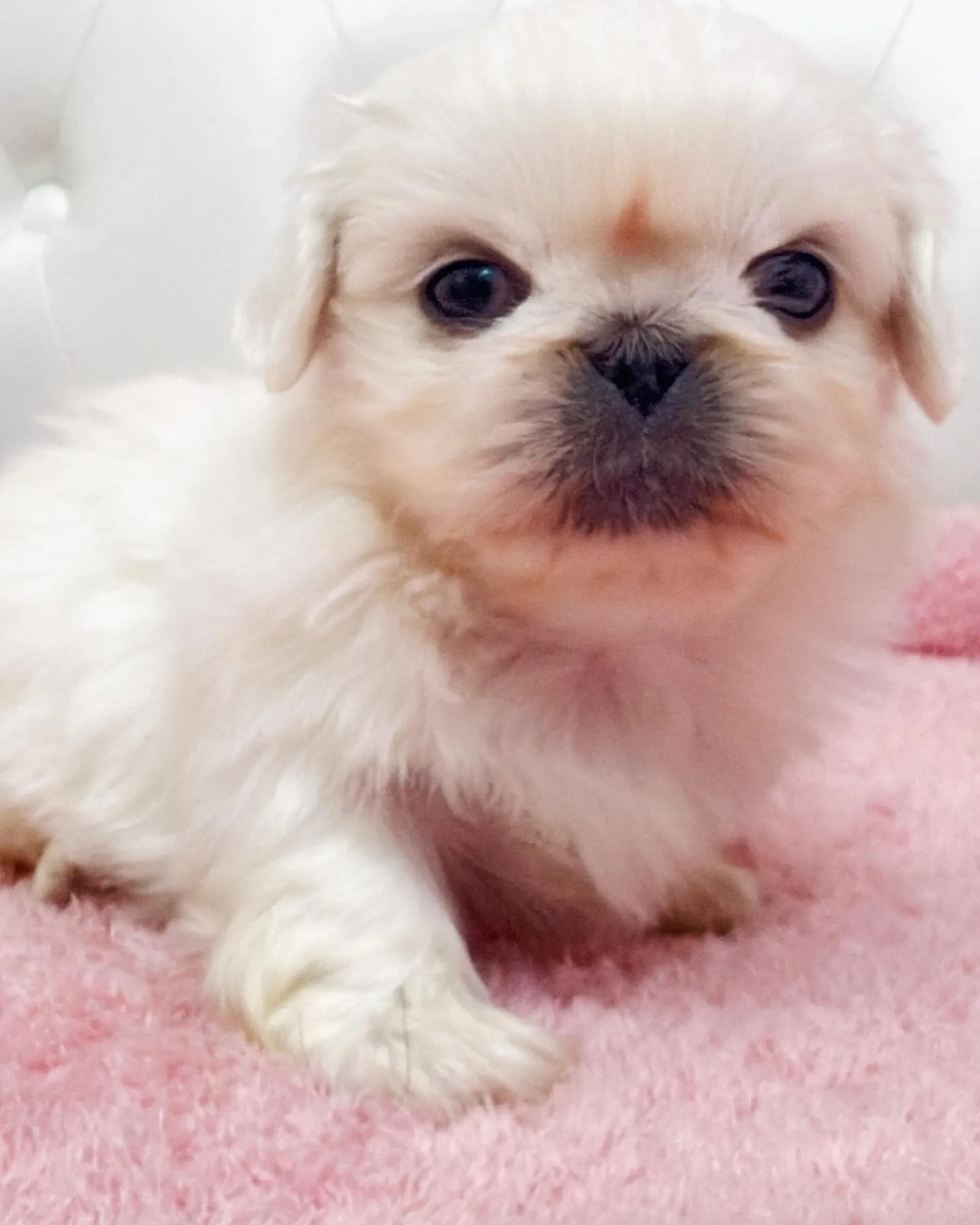 ペキニーズ/ブリーダー直販/パピーランドシェリエ