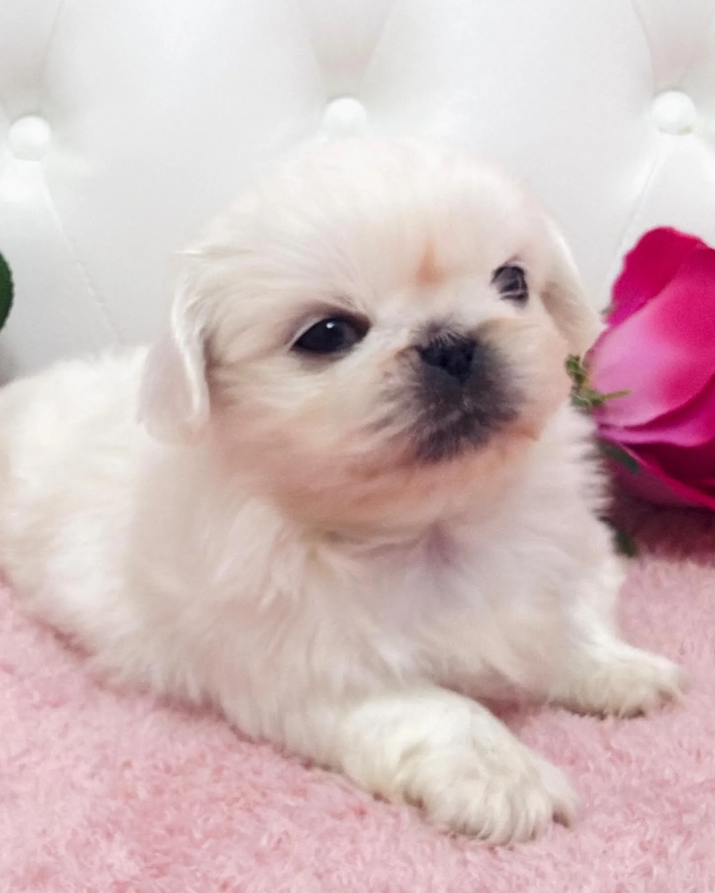 ペキニーズ/ブリーダー直販/パピーランドシェリエ