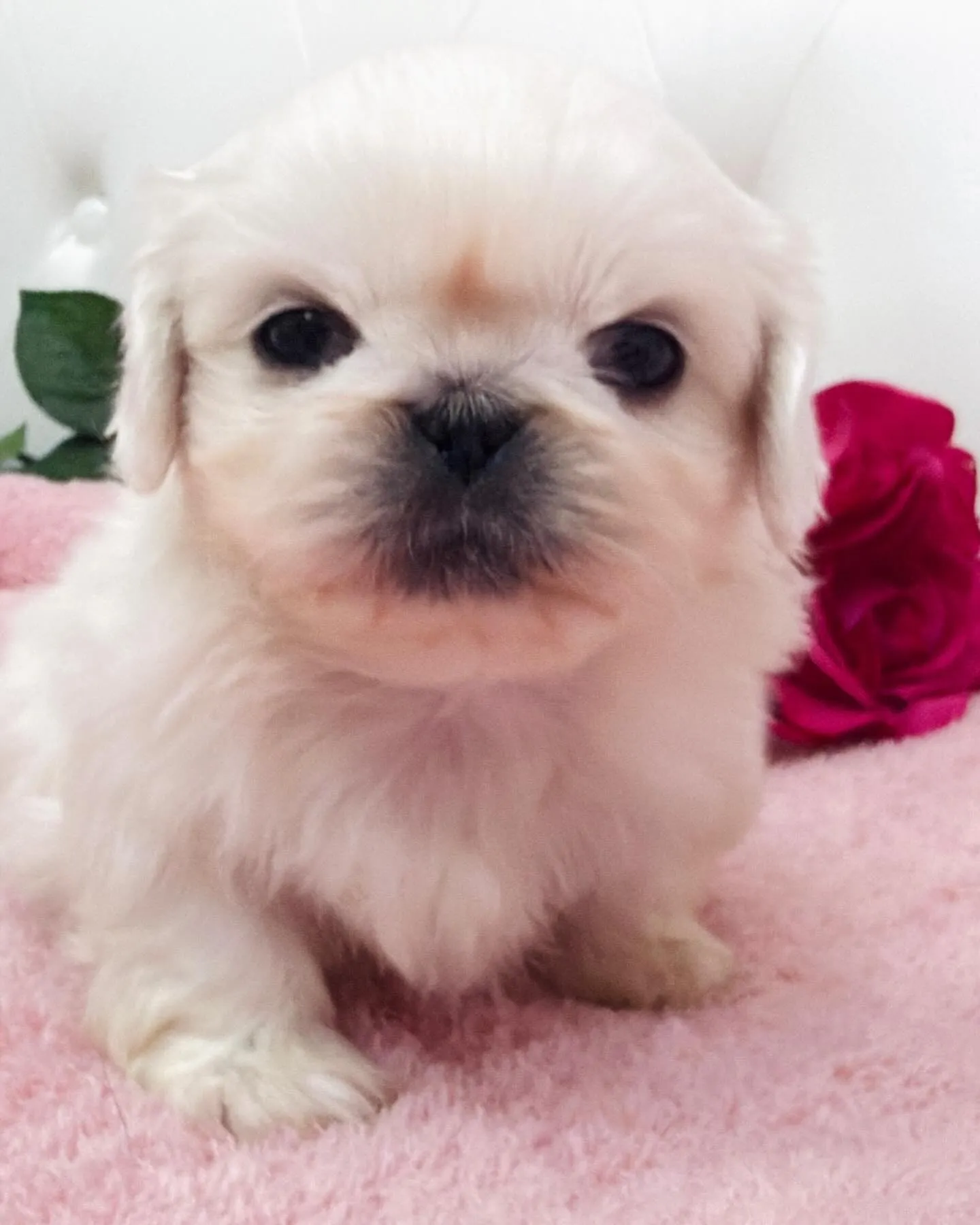 ペキニーズ/ブリーダー直販/パピーランドシェリエ