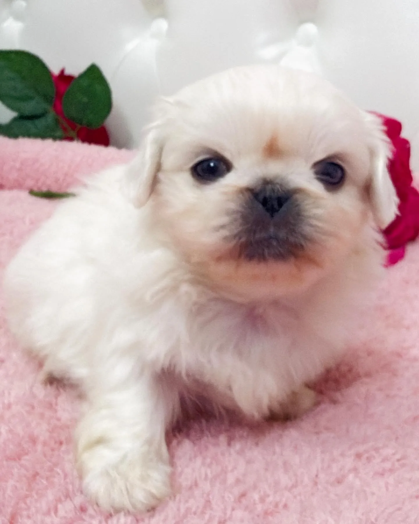 ペキニーズ/ブリーダー直販/パピーランドシェリエ