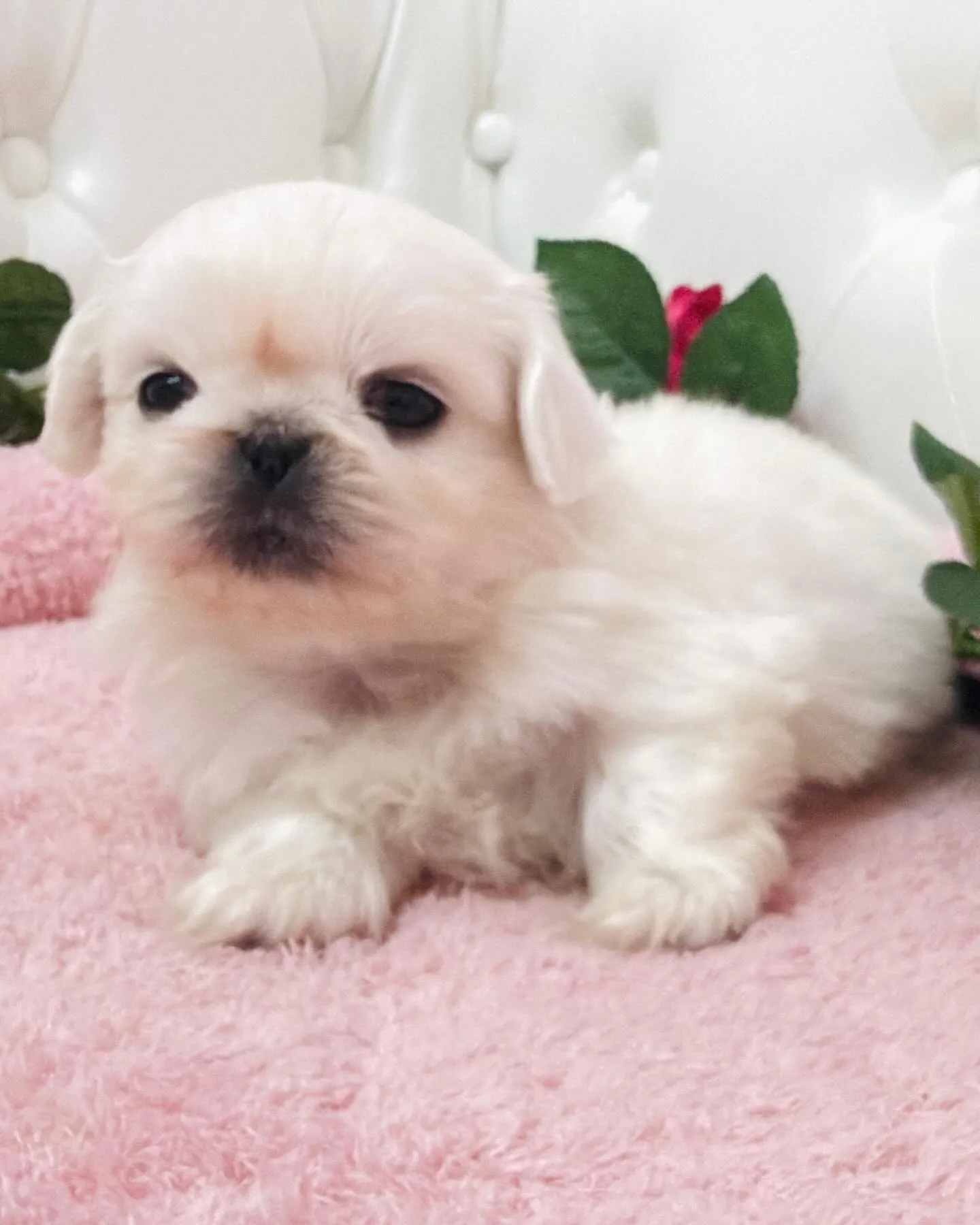 ペキニーズ/ブリーダー直販/パピーランドシェリエ