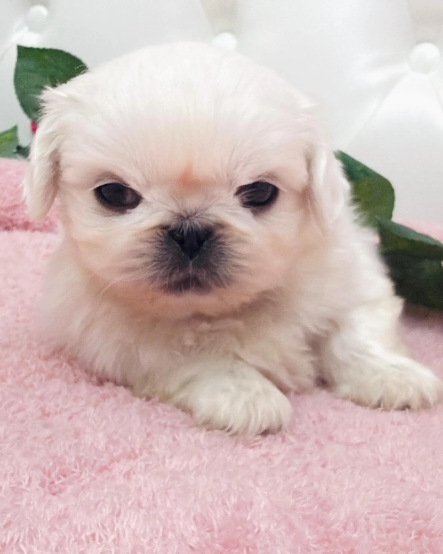 ペキニーズ/ブリーダー直販/パピーランドシェリエ