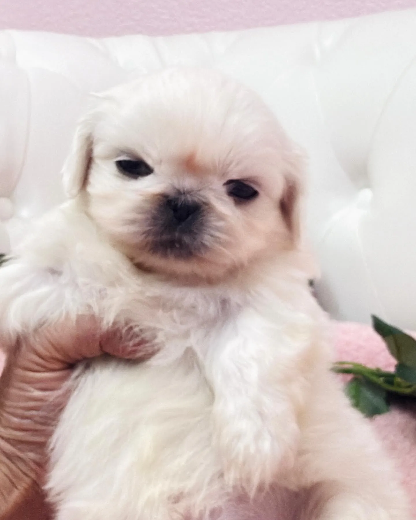 ペキニーズ/ブリーダー直販/パピーランドシェリエ