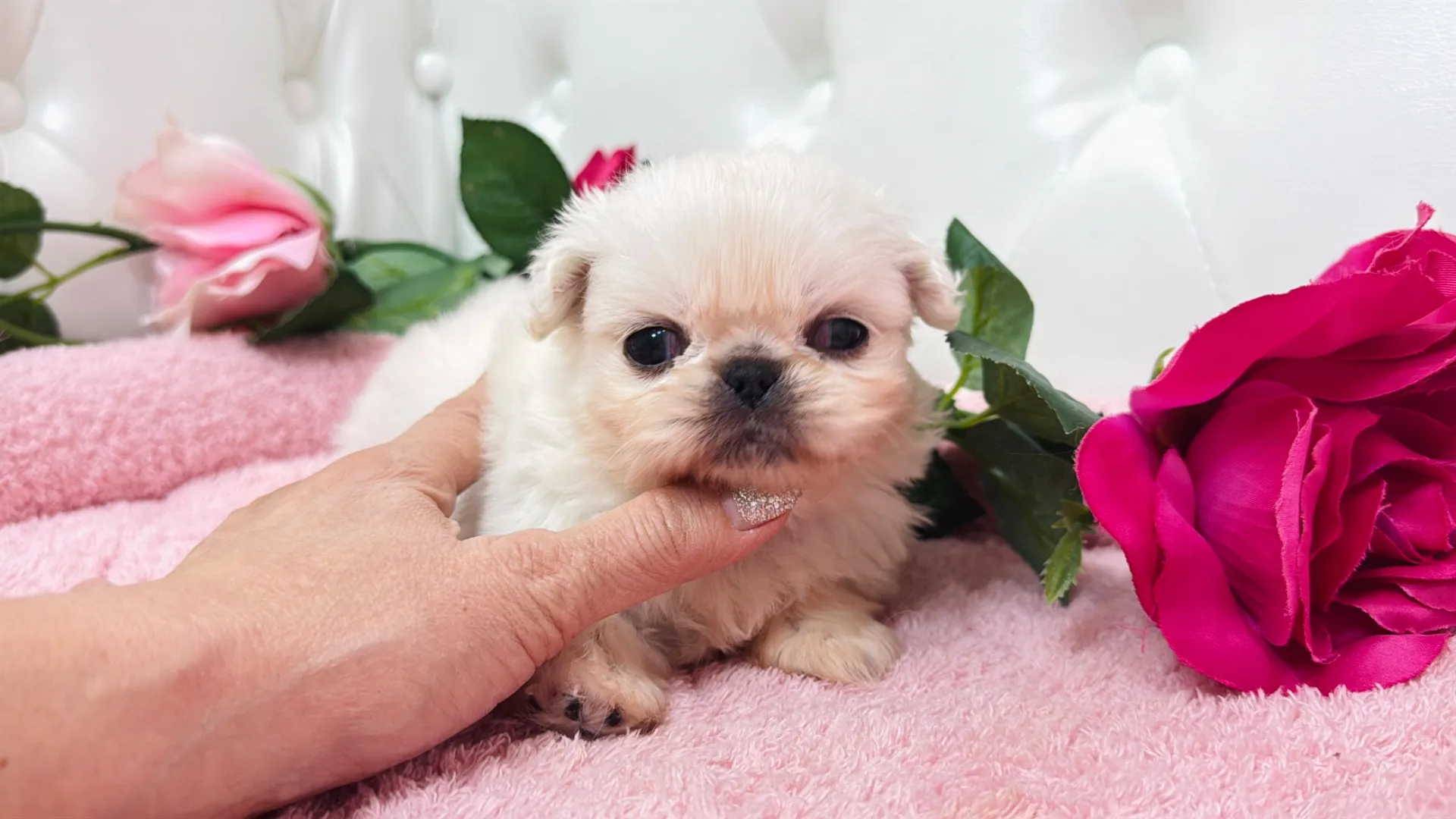 ペキニーズ（Warutsu101）