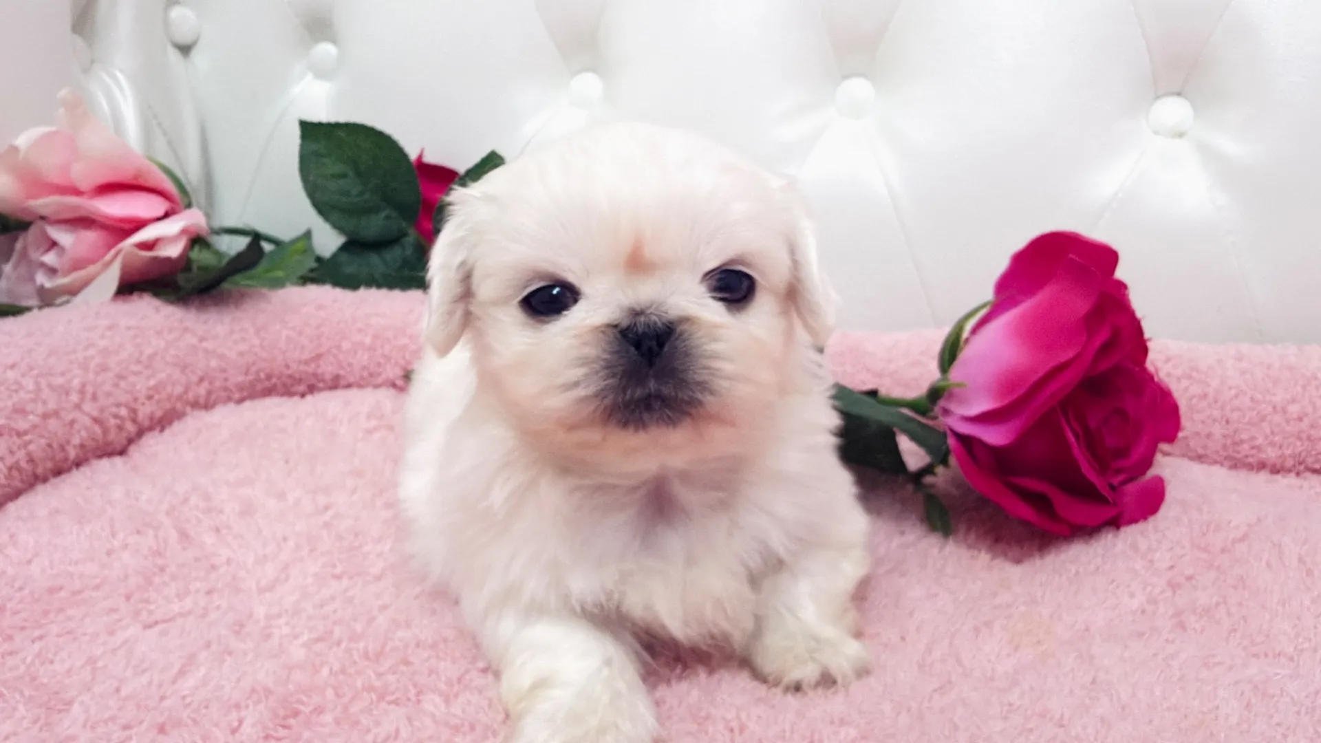 ペキニーズ（Warutsu103）