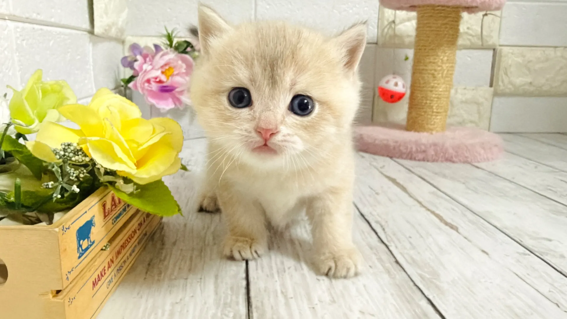 ブリティッシュショートヘア（CAF101）