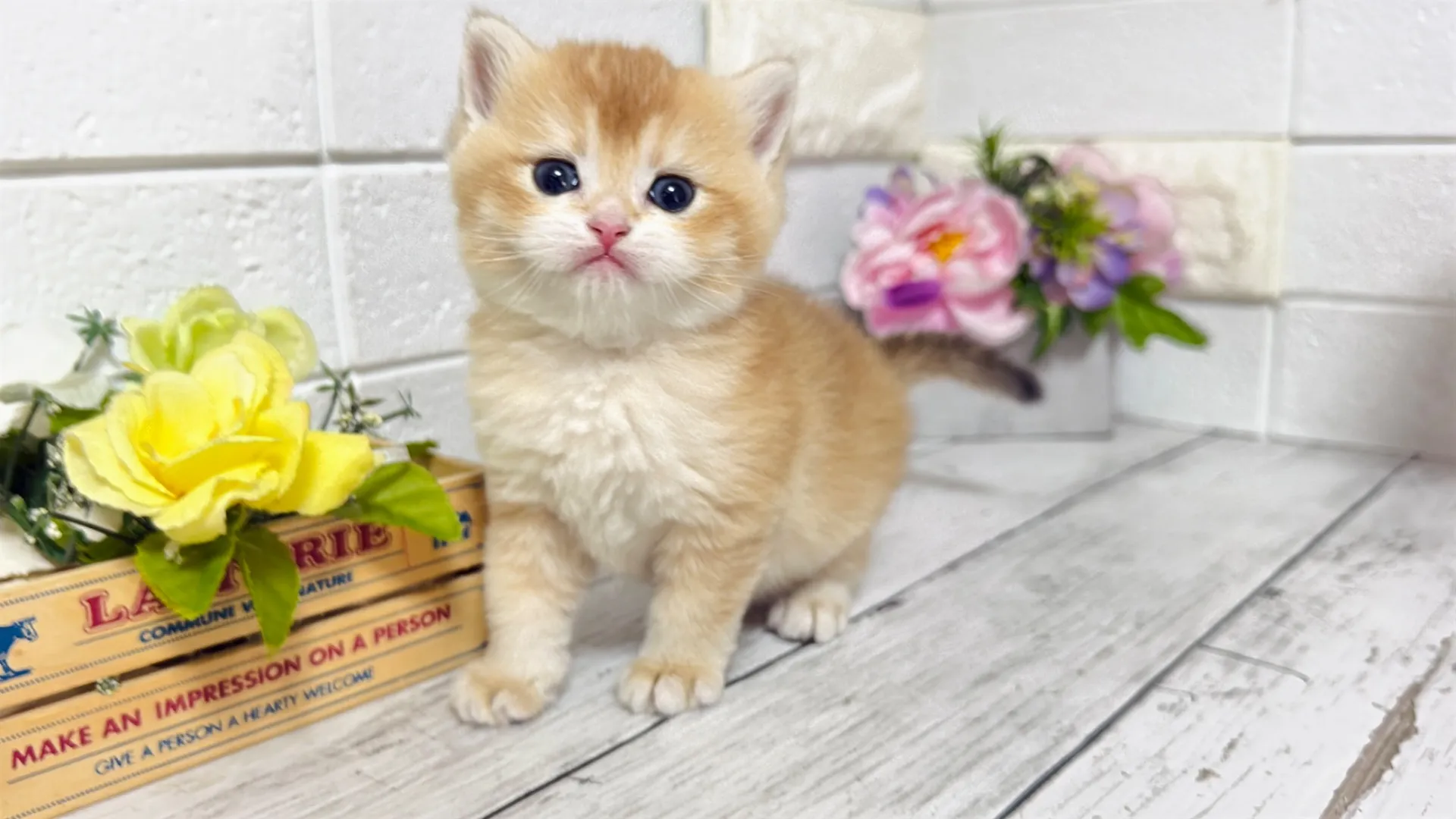 ブリティッシュショートヘア（CAF102）