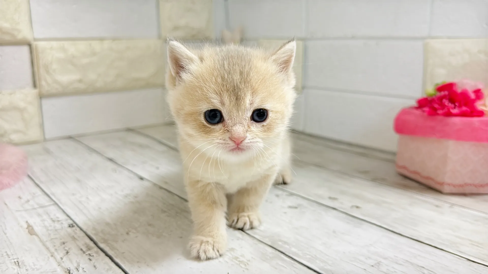 ブリティッシュショートヘア（CAF103）