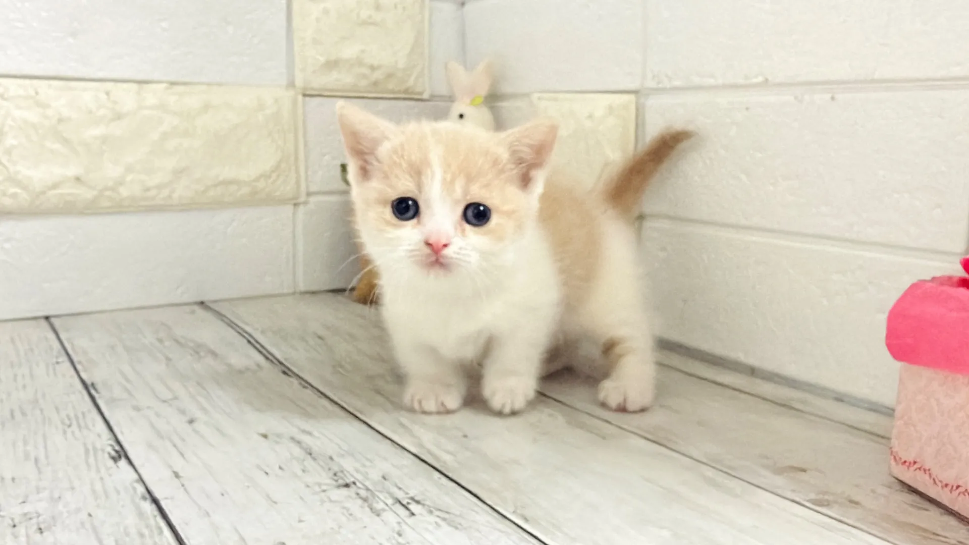 マンチカン短足（Keiko102）