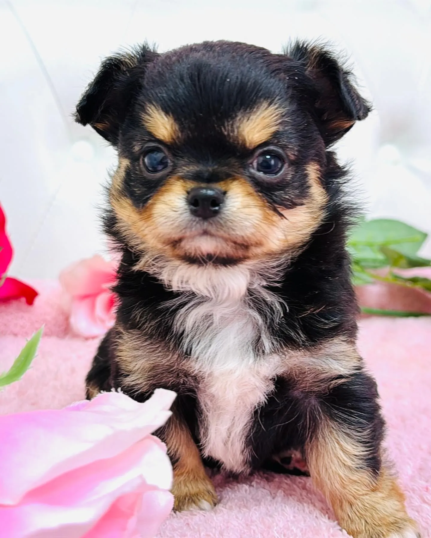 埼玉チワワ/パピーランドシェリエ/ブリーダー直販