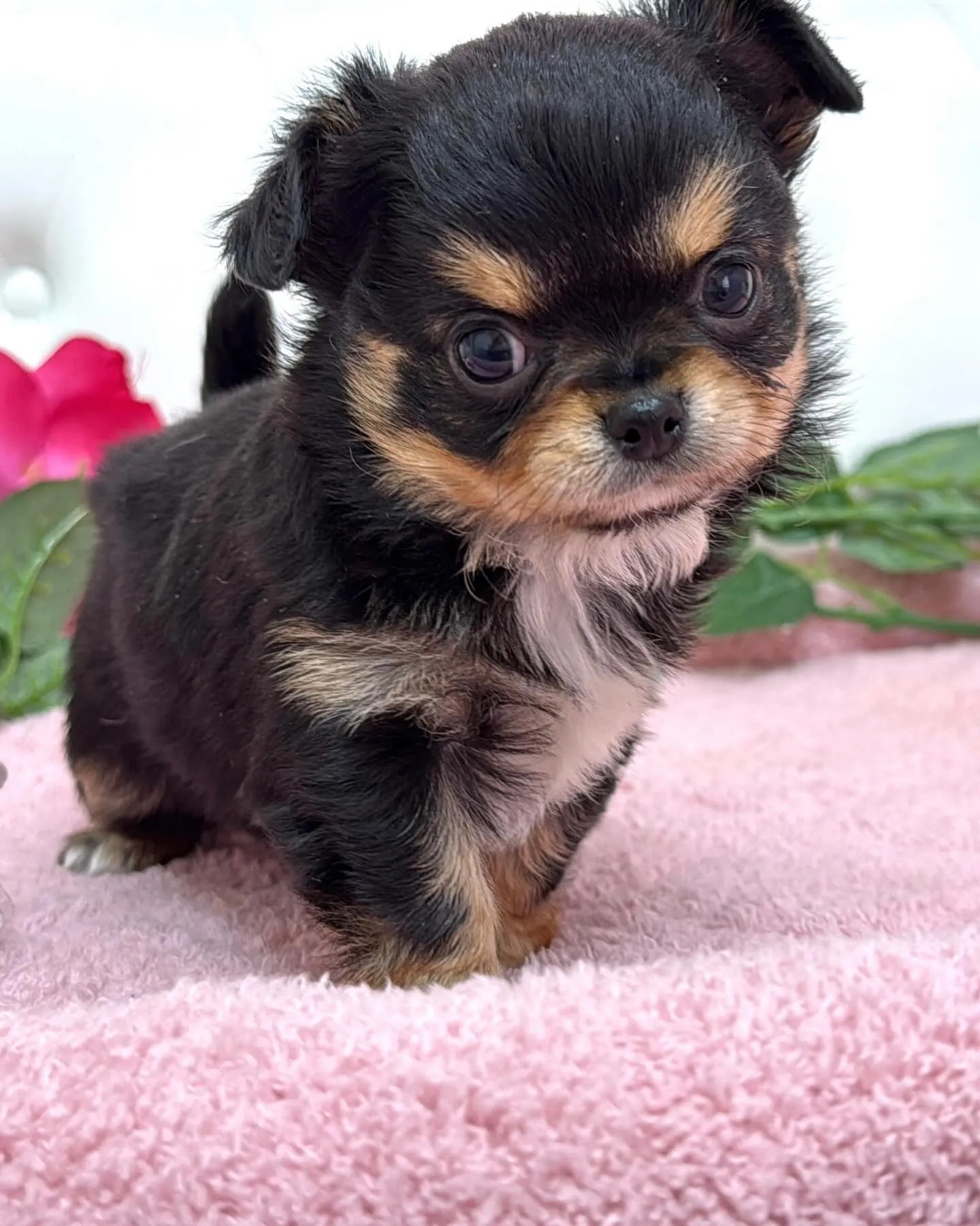 埼玉チワワ/パピーランドシェリエ/ブリーダー直販