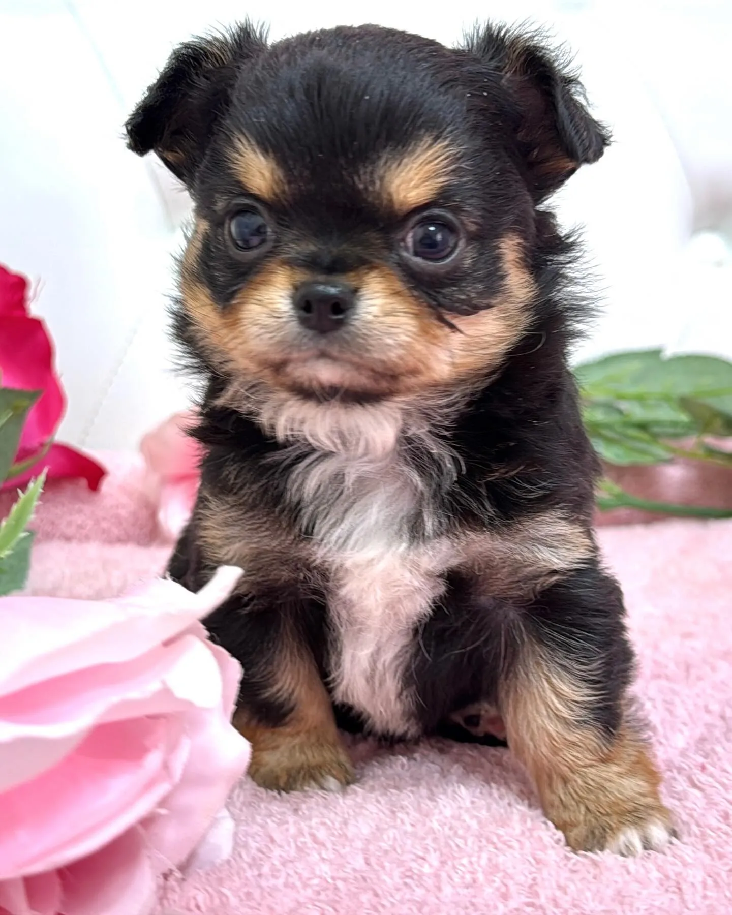 埼玉チワワ/パピーランドシェリエ/ブリーダー直販