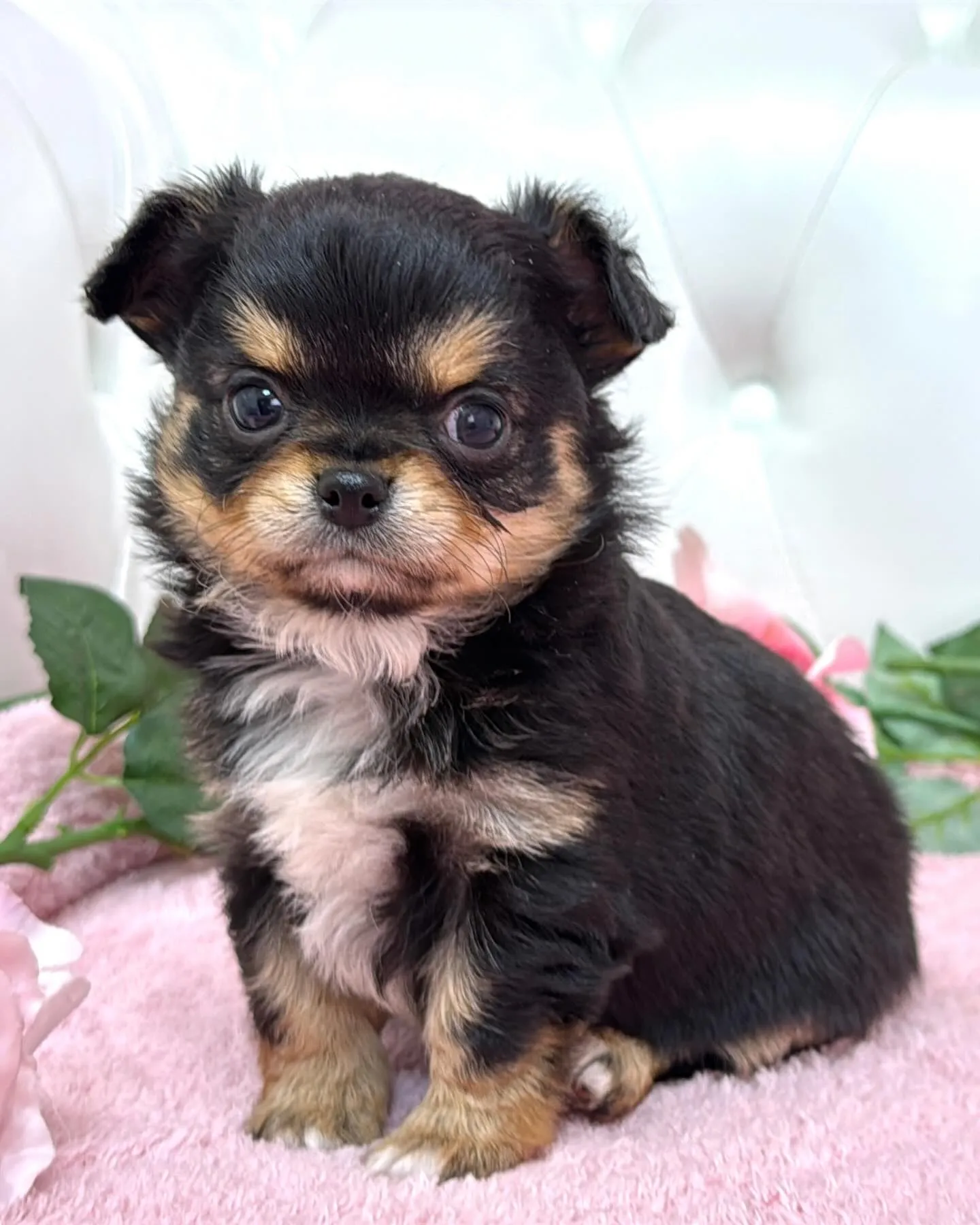 埼玉チワワ/パピーランドシェリエ/ブリーダー直販