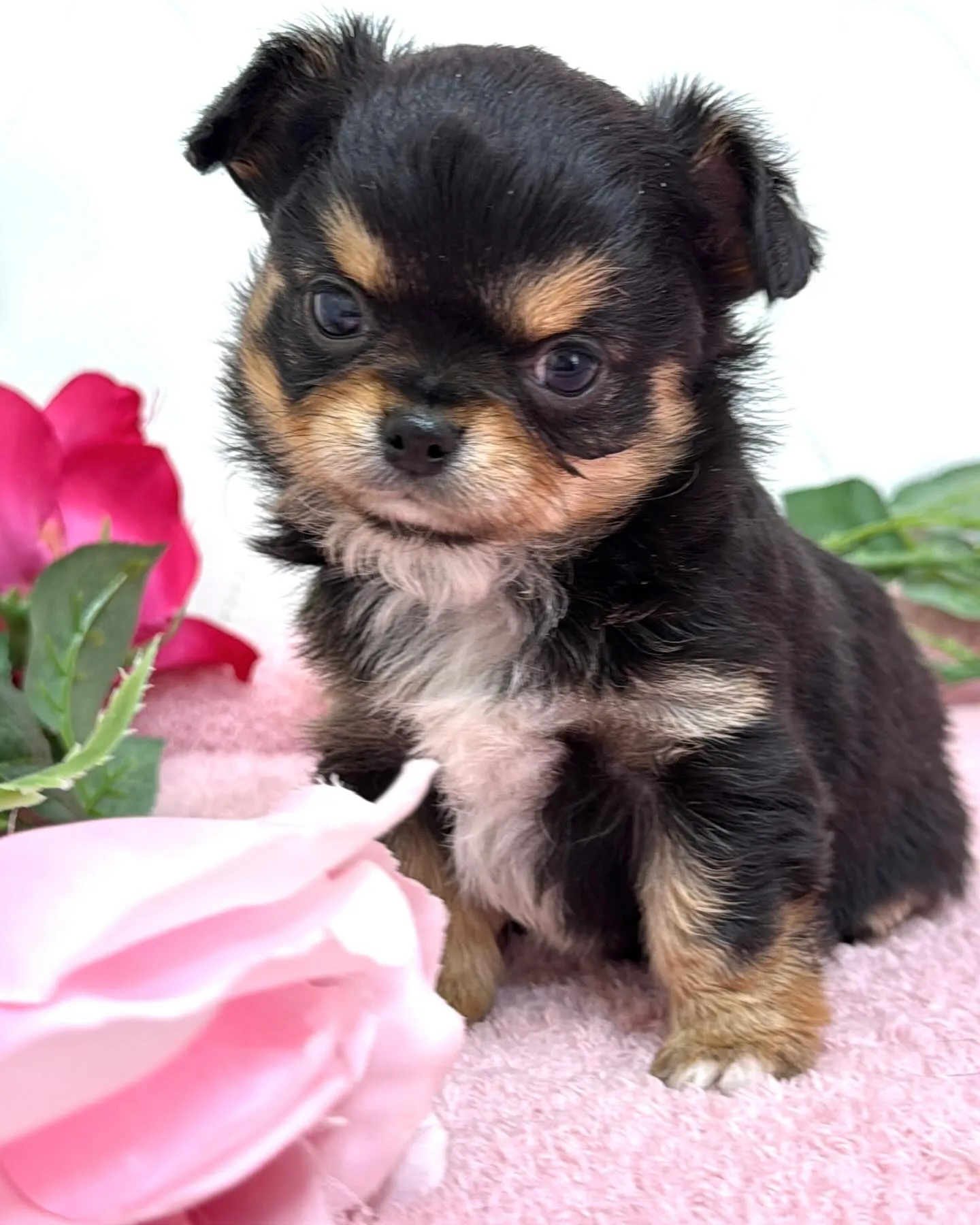 埼玉チワワ/パピーランドシェリエ/ブリーダー直販