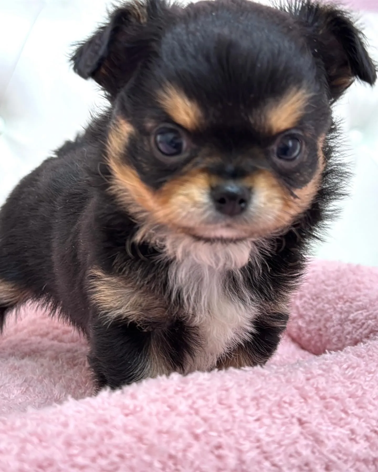 埼玉チワワ/パピーランドシェリエ/ブリーダー直販