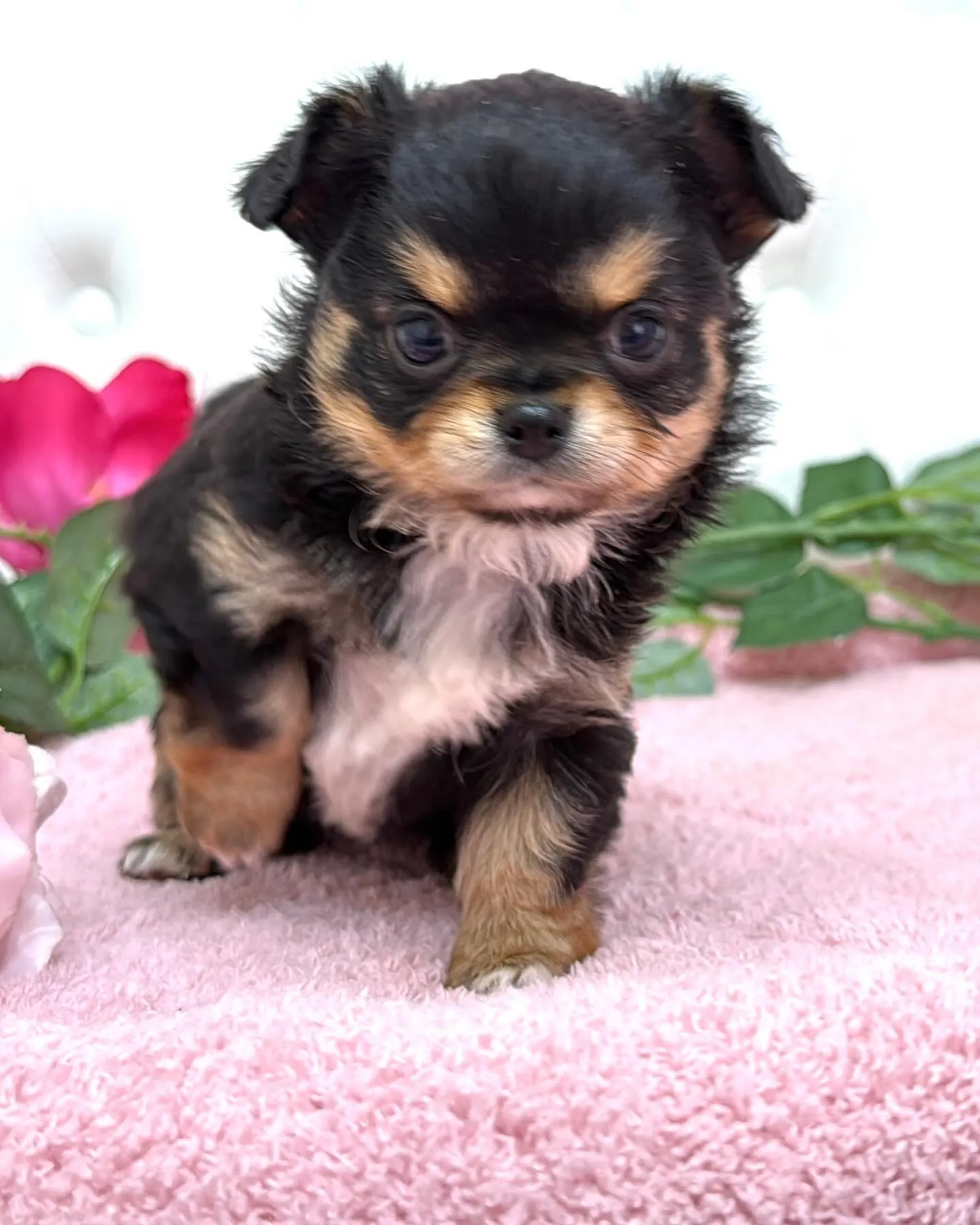 埼玉チワワ/パピーランドシェリエ/ブリーダー直販