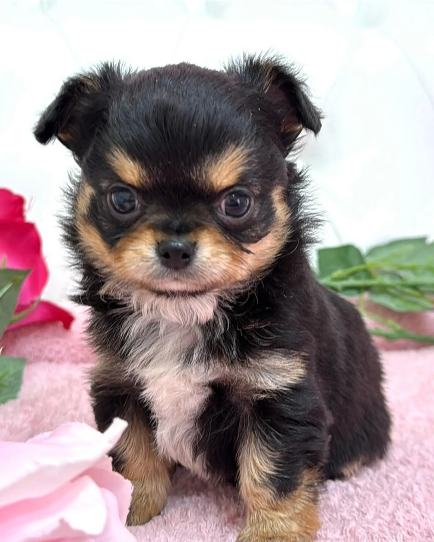 埼玉チワワ/パピーランドシェリエ/ブリーダー直販