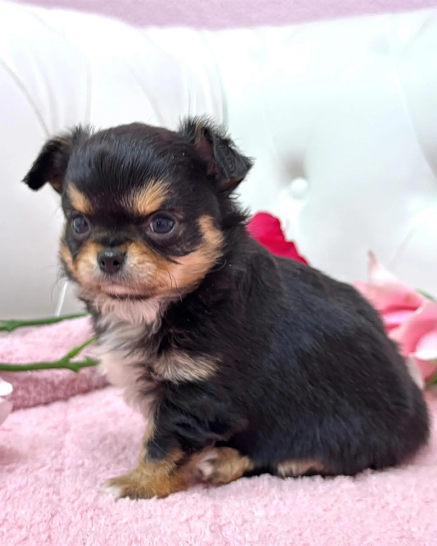 埼玉チワワ/パピーランドシェリエ/ブリーダー直販