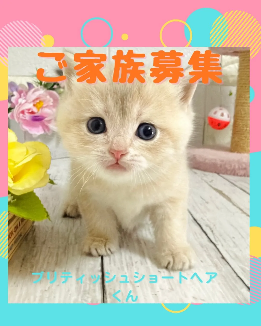 埼玉キャッテリー/ブリティッシュショートヘア/パピーランドシ...