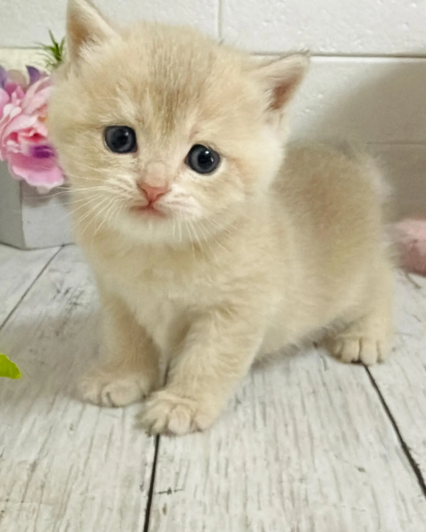 埼玉キャッテリー/ブリティッシュショートヘア/パピーランドシ...