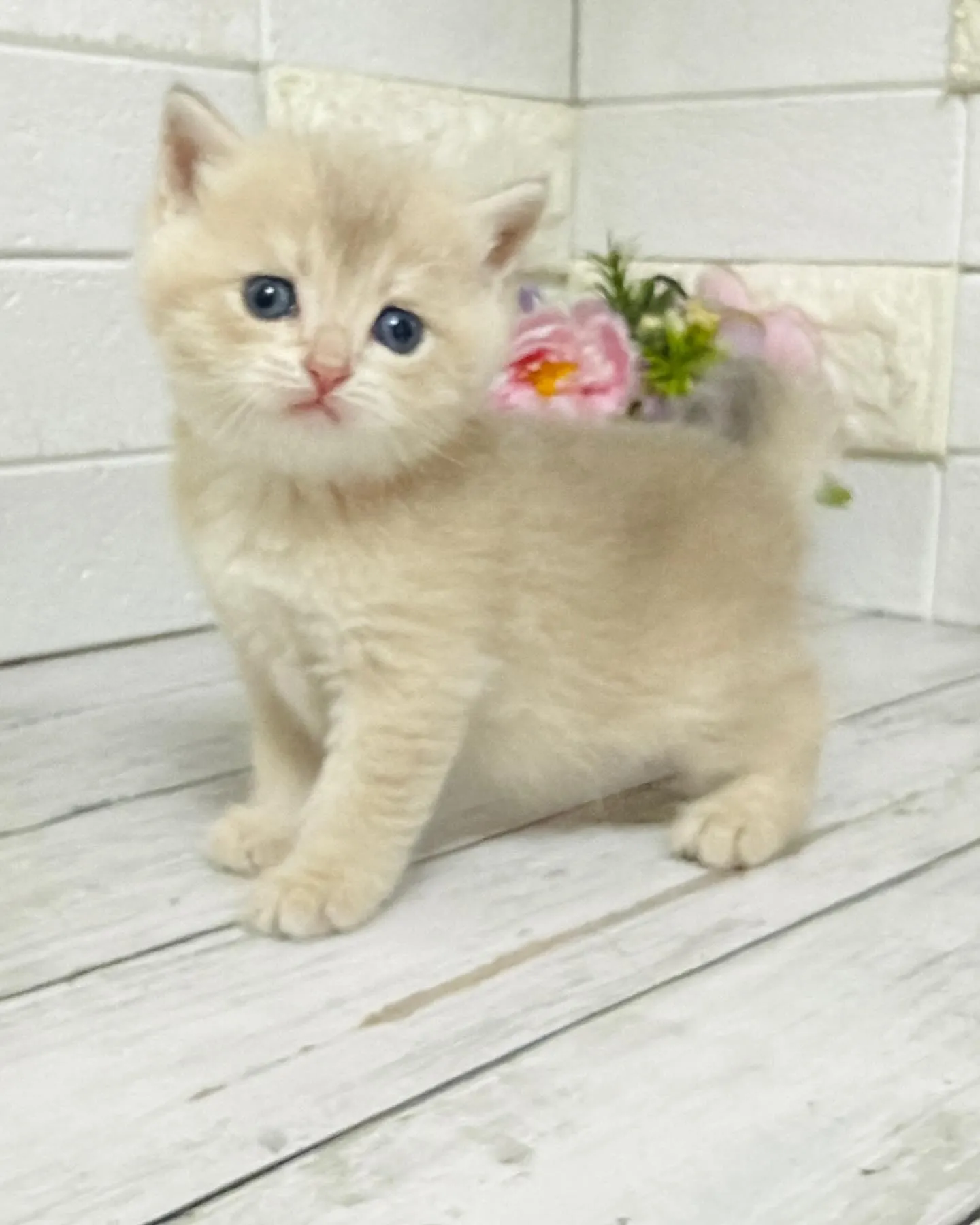 埼玉キャッテリー/ブリティッシュショートヘア/パピーランドシ...