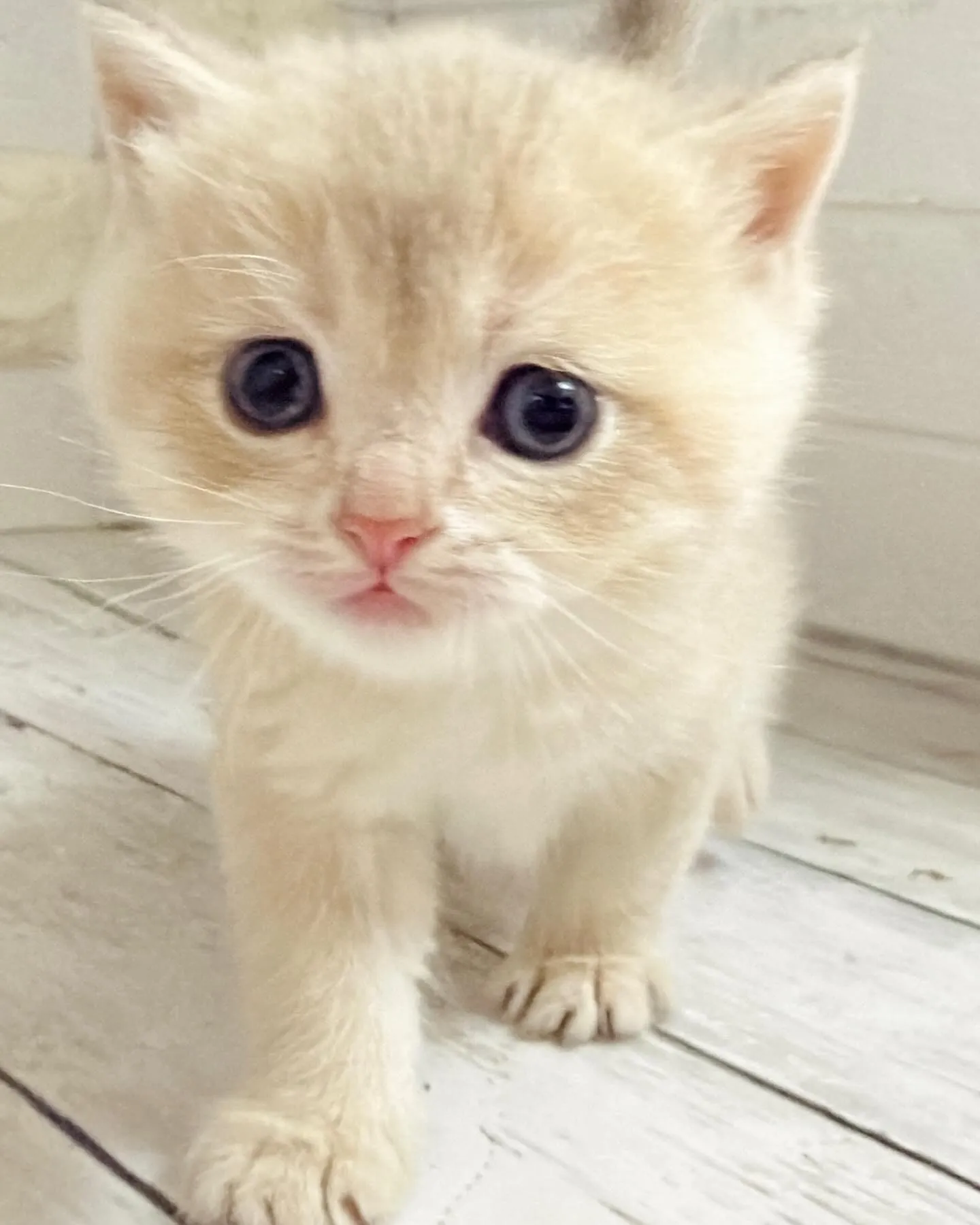 埼玉キャッテリー/ブリティッシュショートヘア/パピーランドシ...