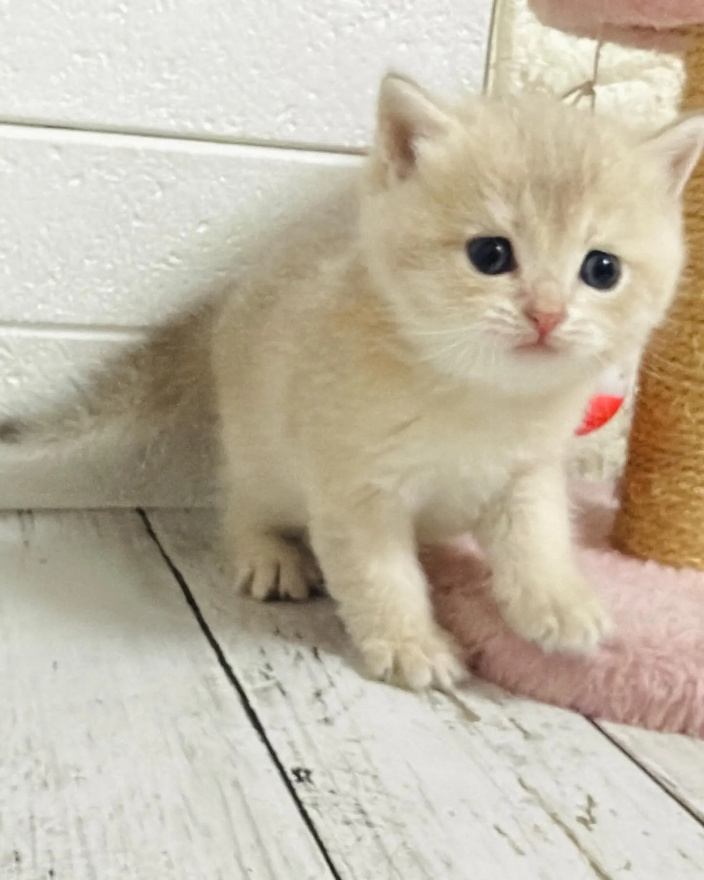 埼玉キャッテリー/ブリティッシュショートヘア/パピーランドシ...