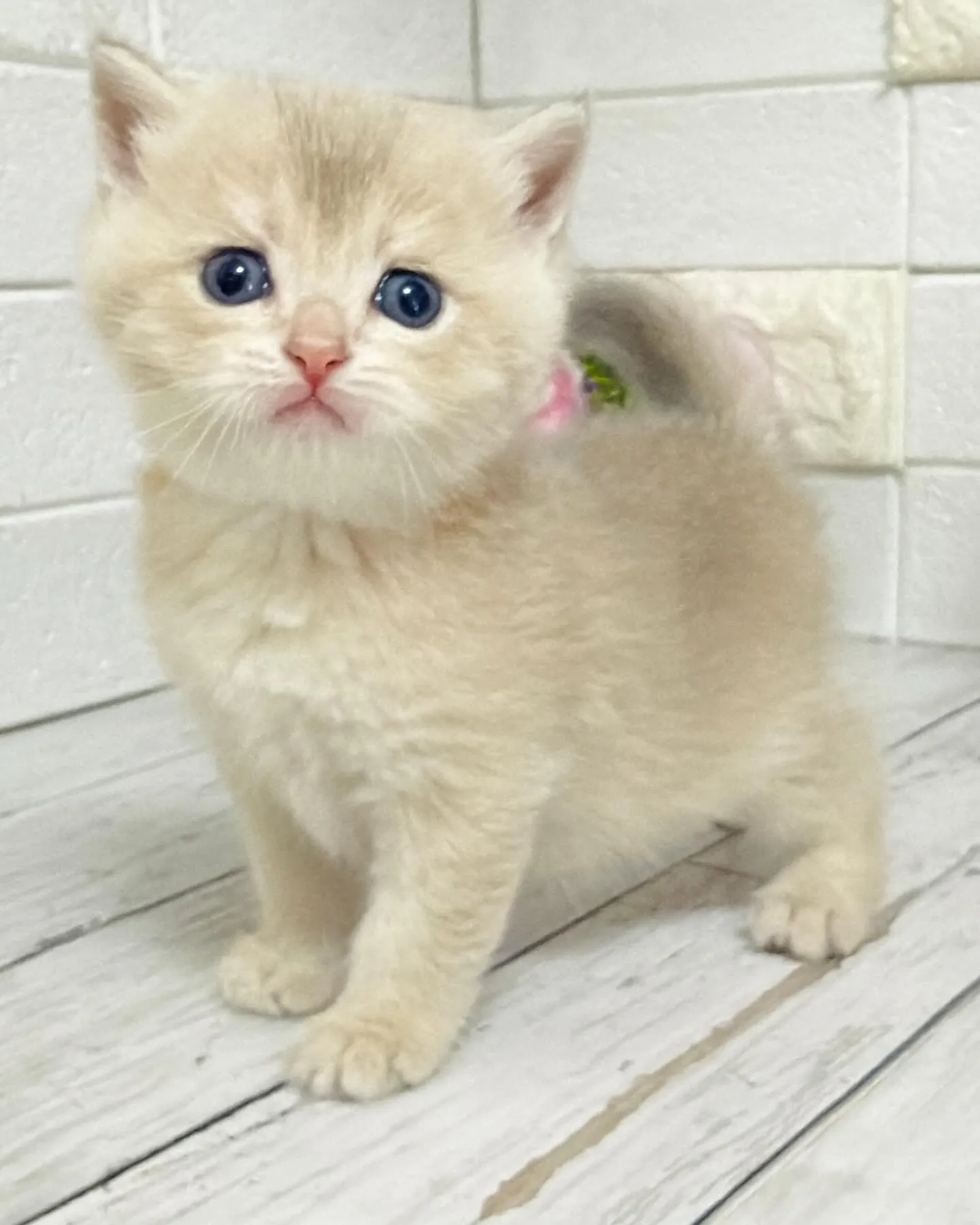 埼玉キャッテリー/ブリティッシュショートヘア/パピーランドシ...