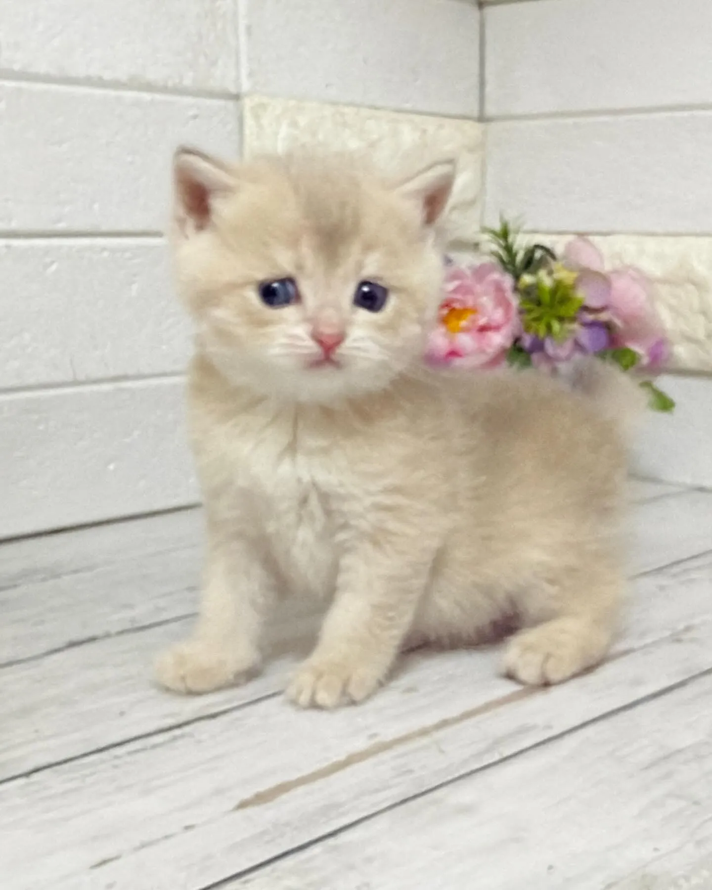 埼玉キャッテリー/ブリティッシュショートヘア/パピーランドシ...