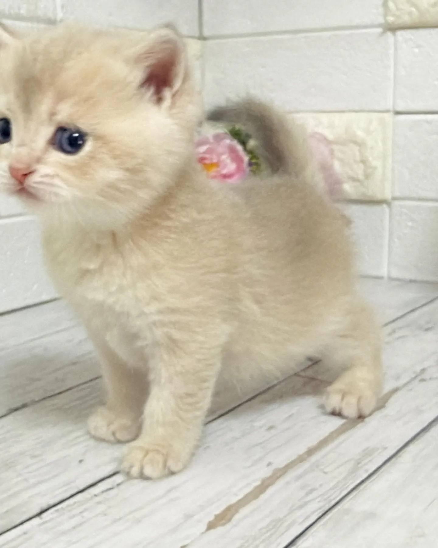 埼玉キャッテリー/ブリティッシュショートヘア/パピーランドシ...