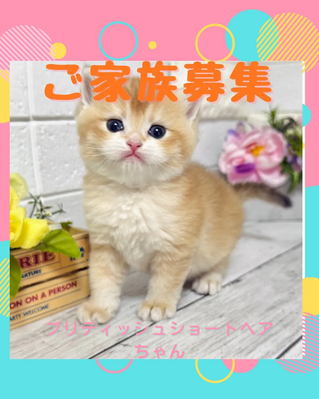 埼玉キャッテリー/ブリティッシュショートヘア/パピーランドシ...
