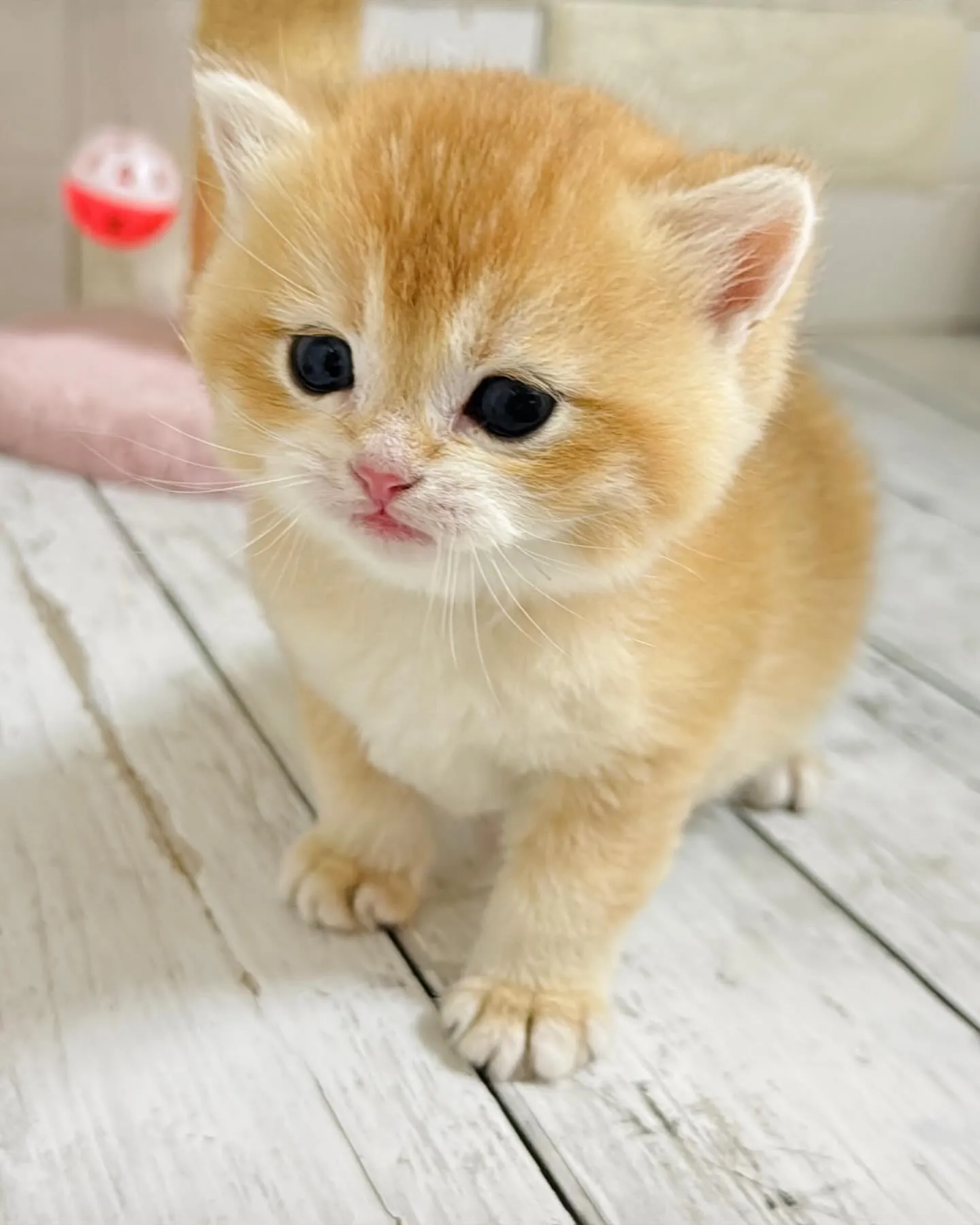 埼玉キャッテリー/ブリティッシュショートヘア/パピーランドシ...