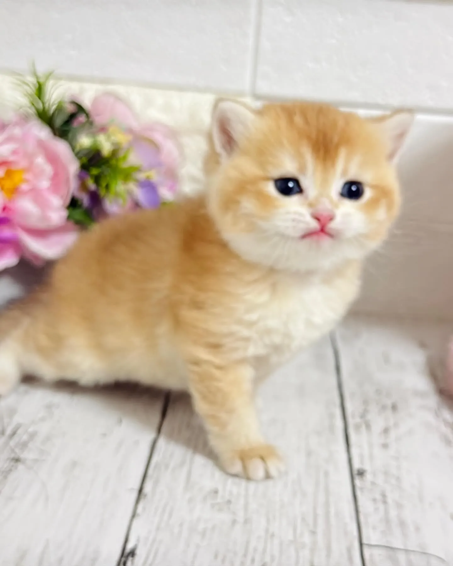 埼玉キャッテリー/ブリティッシュショートヘア/パピーランドシ...