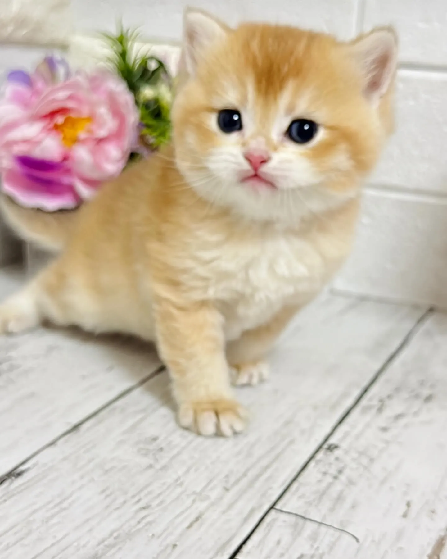 埼玉キャッテリー/ブリティッシュショートヘア/パピーランドシ...