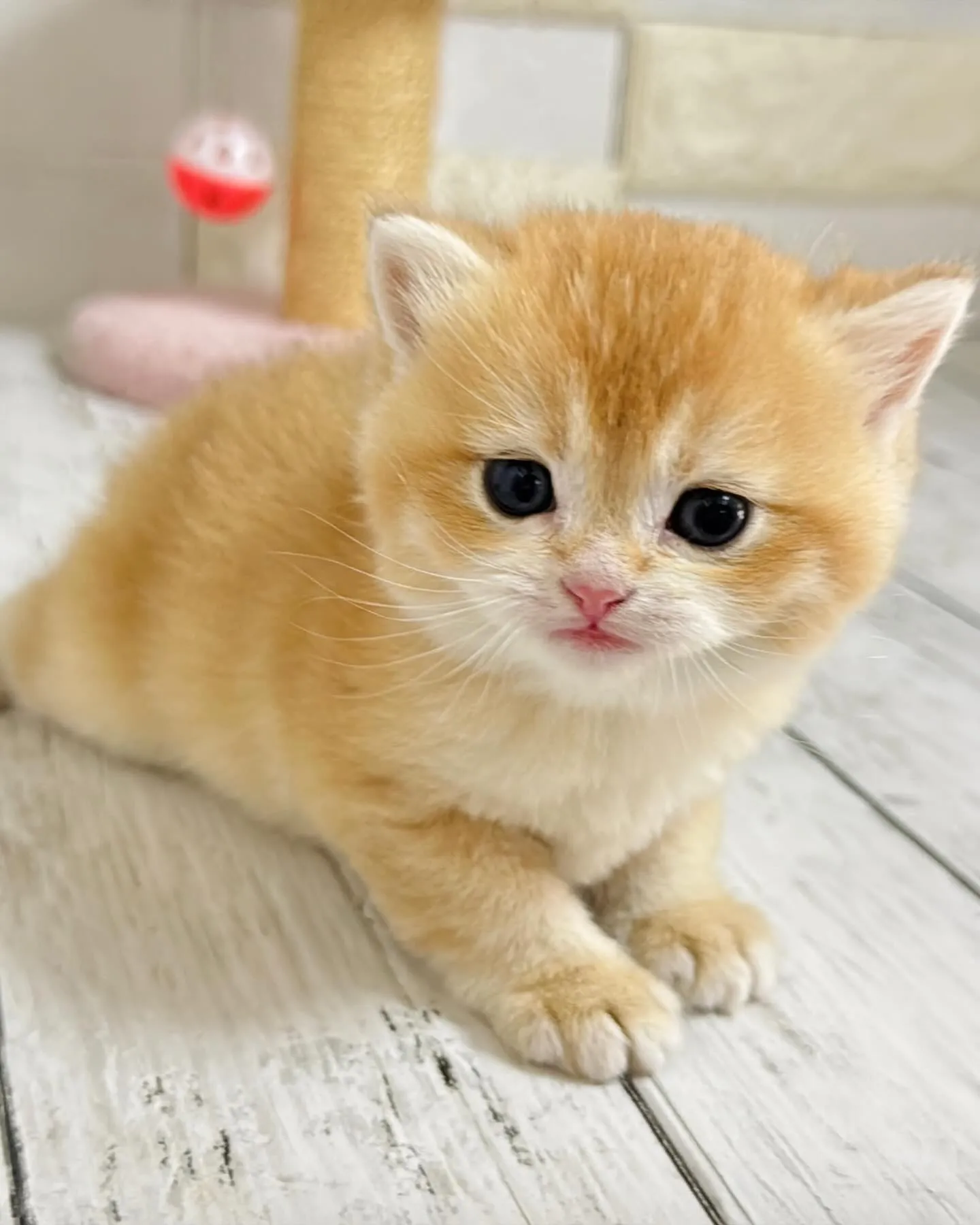 埼玉キャッテリー/ブリティッシュショートヘア/パピーランドシ...