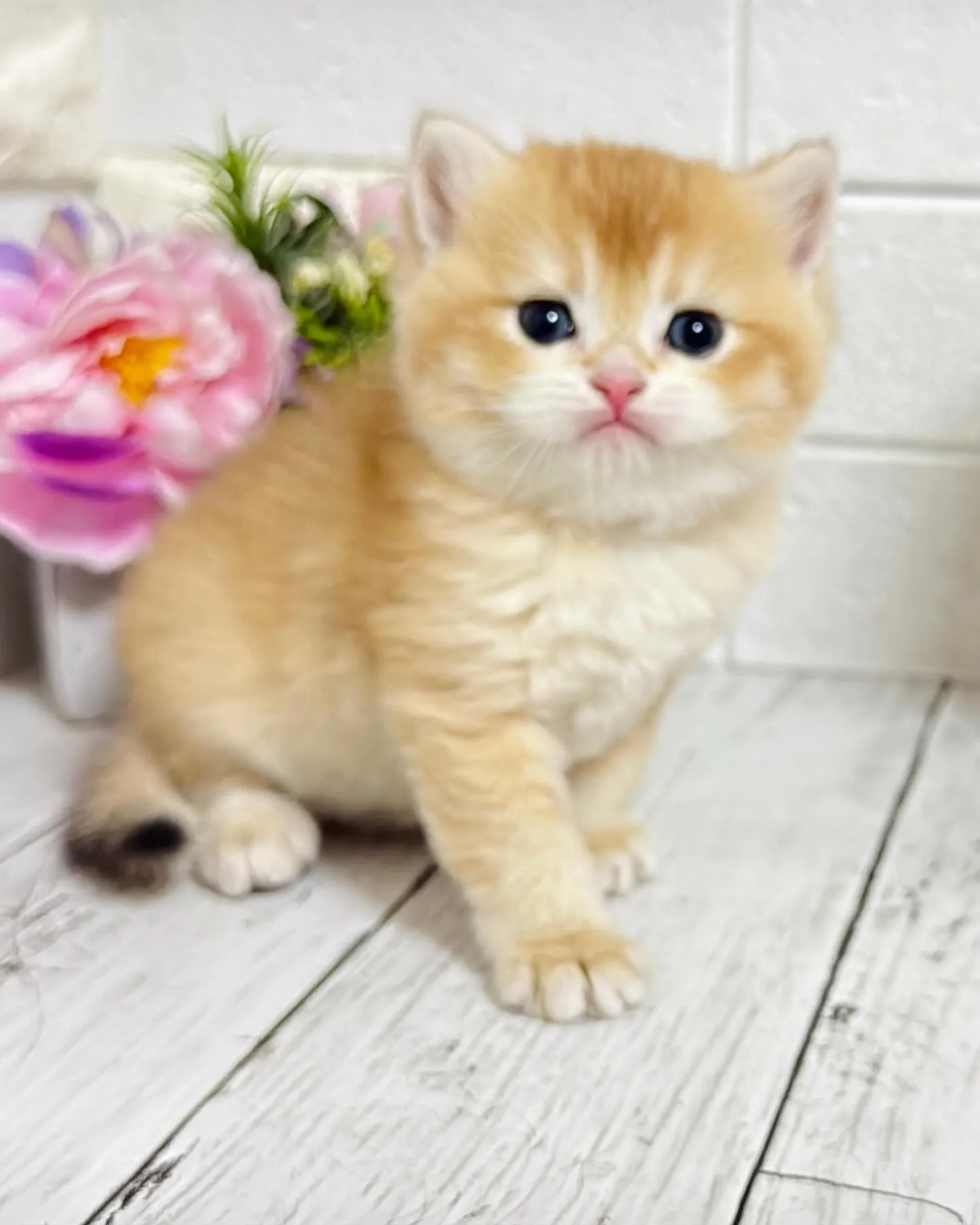 埼玉キャッテリー/ブリティッシュショートヘア/パピーランドシ...