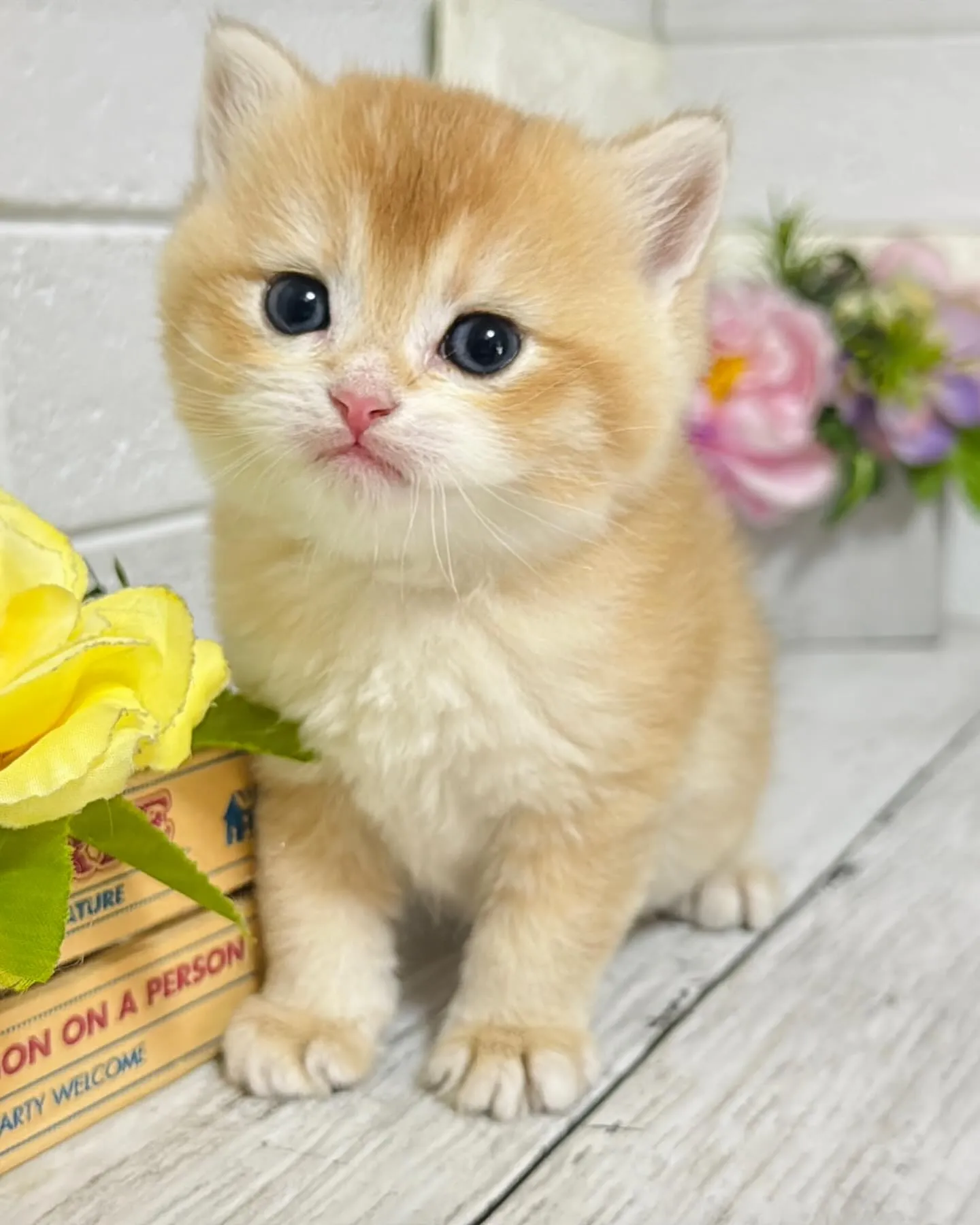 埼玉キャッテリー/ブリティッシュショートヘア/パピーランドシ...