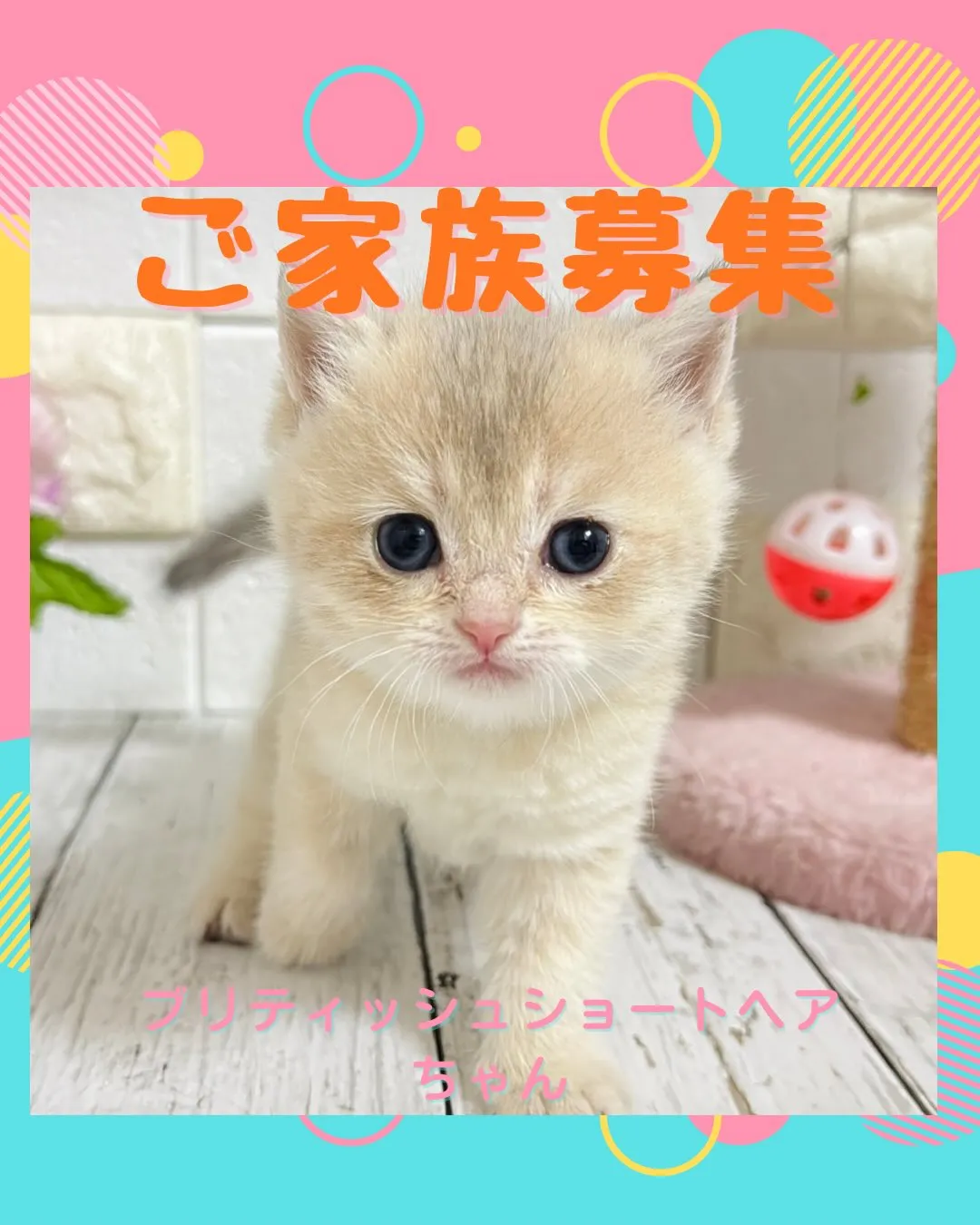 埼玉キャッテリー/ブリティッシュショートヘア/パピーランドシ...