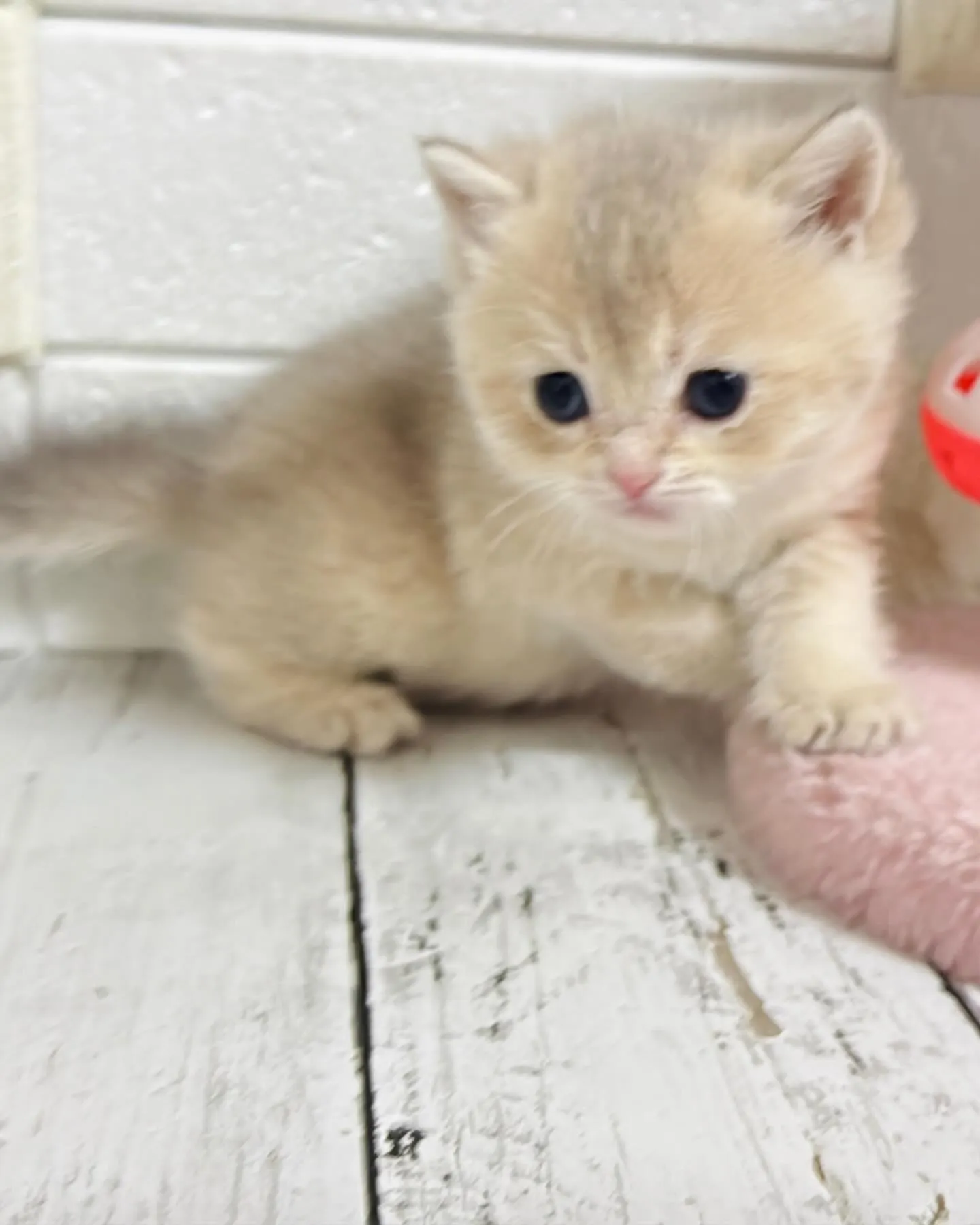 埼玉キャッテリー/ブリティッシュショートヘア/パピーランドシ...