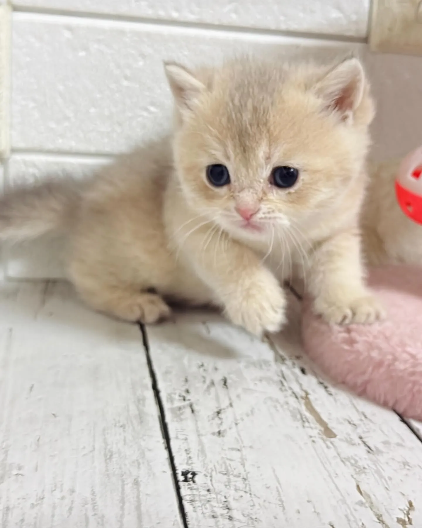 埼玉キャッテリー/ブリティッシュショートヘア/パピーランドシ...